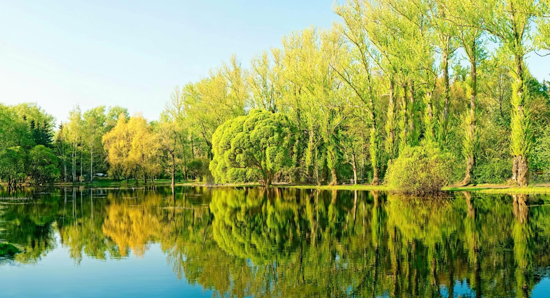 Trees Lake Reflection at 320 x 480 iPhone size wallpapers HD quality