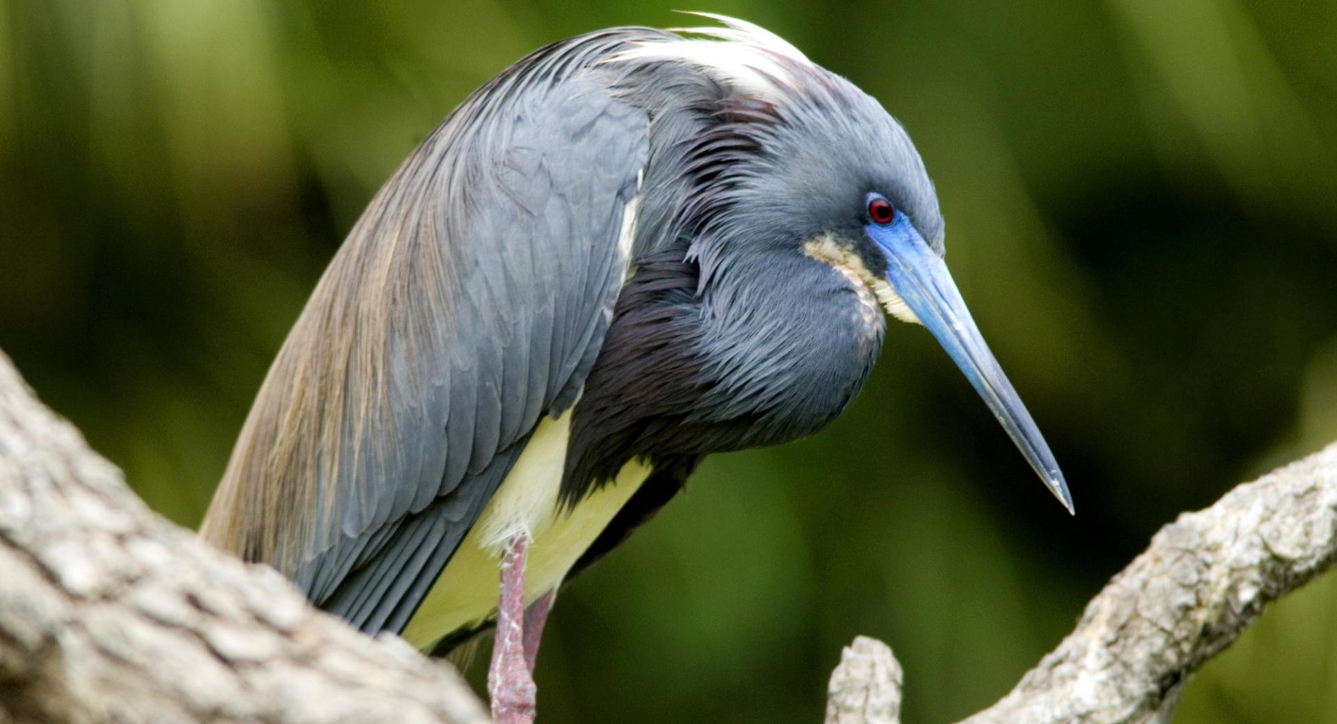 Tri Colored Heron Florida at 640 x 960 iPhone 4 size wallpapers HD quality