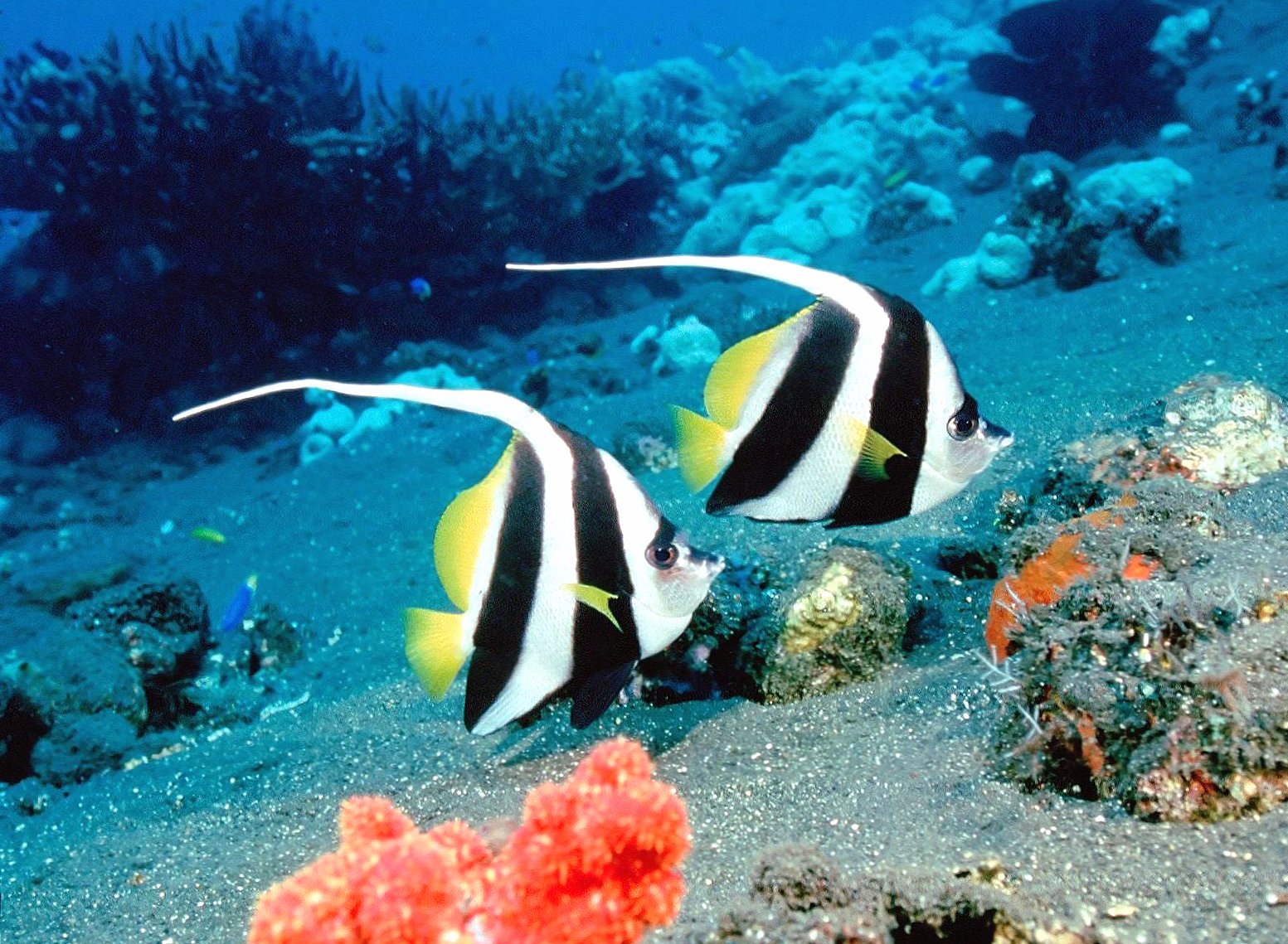 Tropical fish white black yellow at 2048 x 2048 iPad size wallpapers HD quality