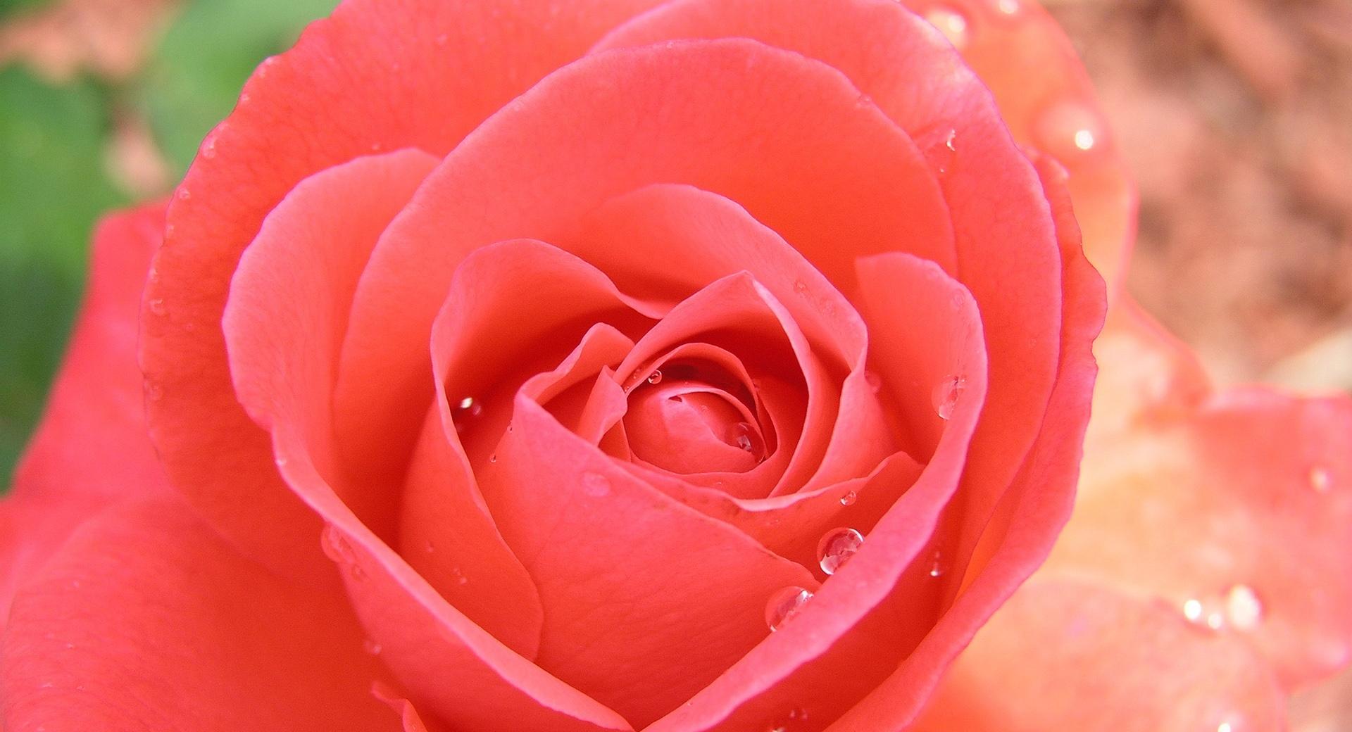 Tropicana Rose at 640 x 1136 iPhone 5 size wallpapers HD quality