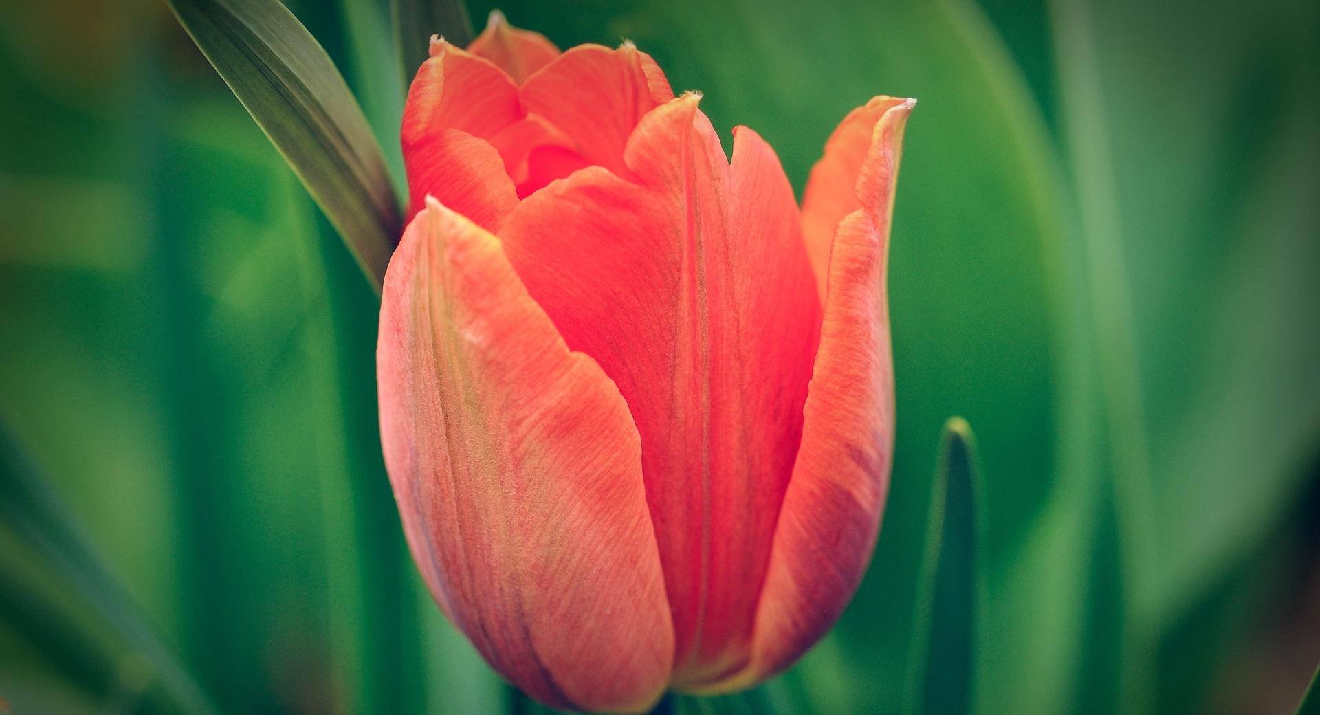 Tulip, Green Background at 1024 x 1024 iPad size wallpapers HD quality