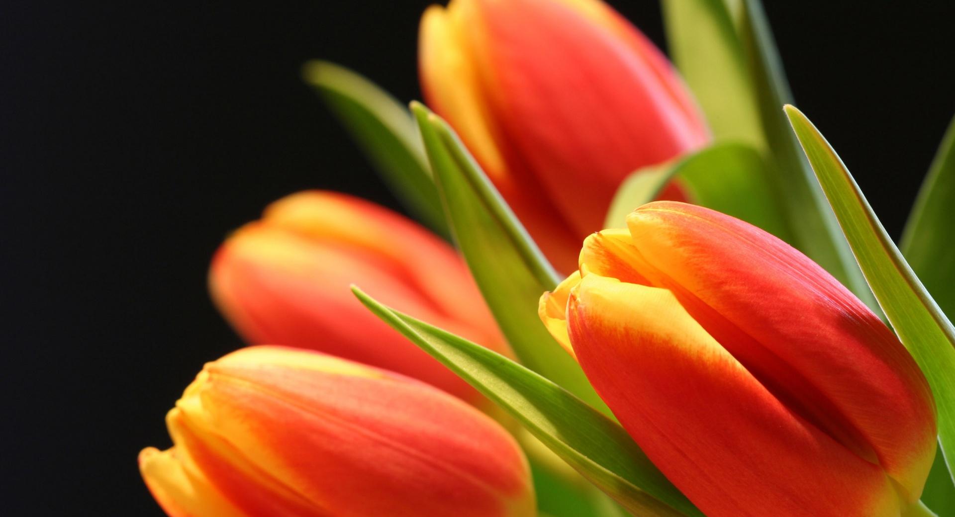 Tulip Buds at 640 x 1136 iPhone 5 size wallpapers HD quality