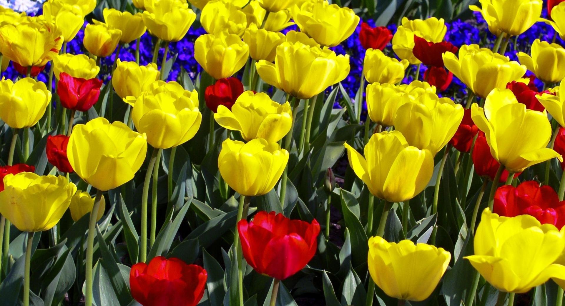 Tulips Colors at 1600 x 1200 size wallpapers HD quality