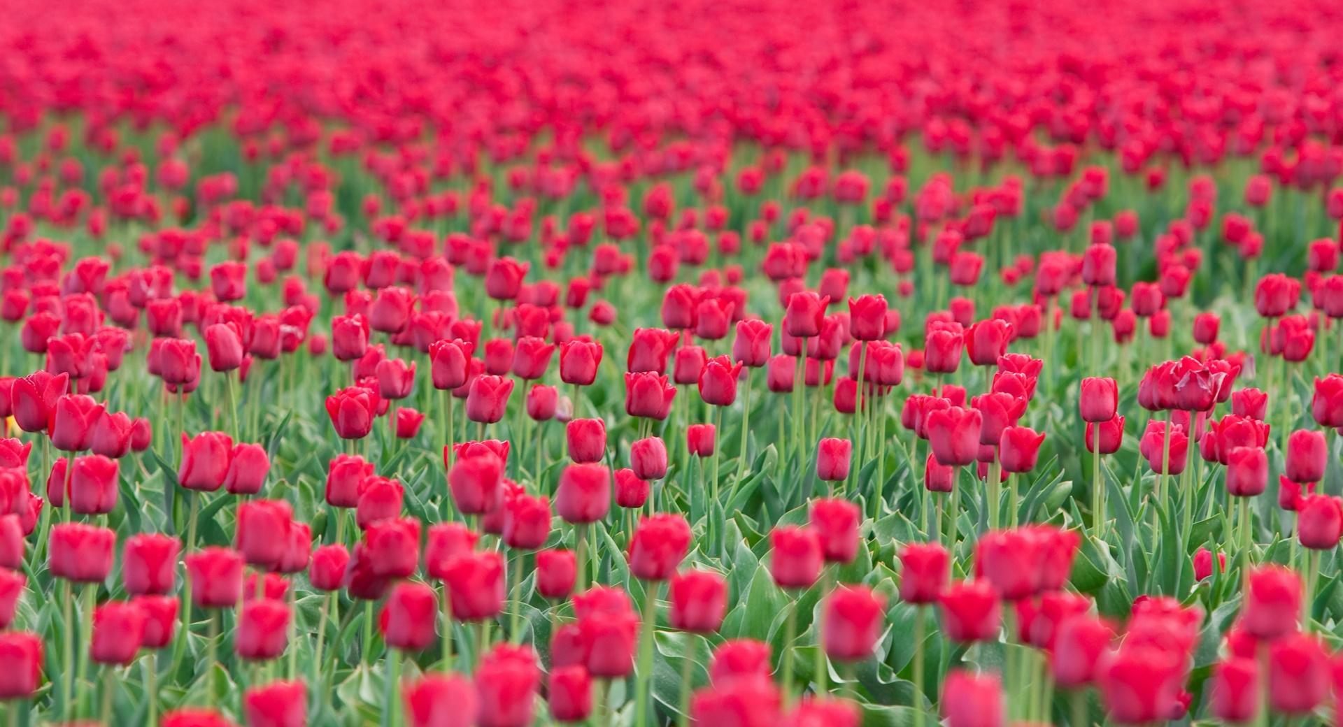 Tulips Field wallpapers HD quality