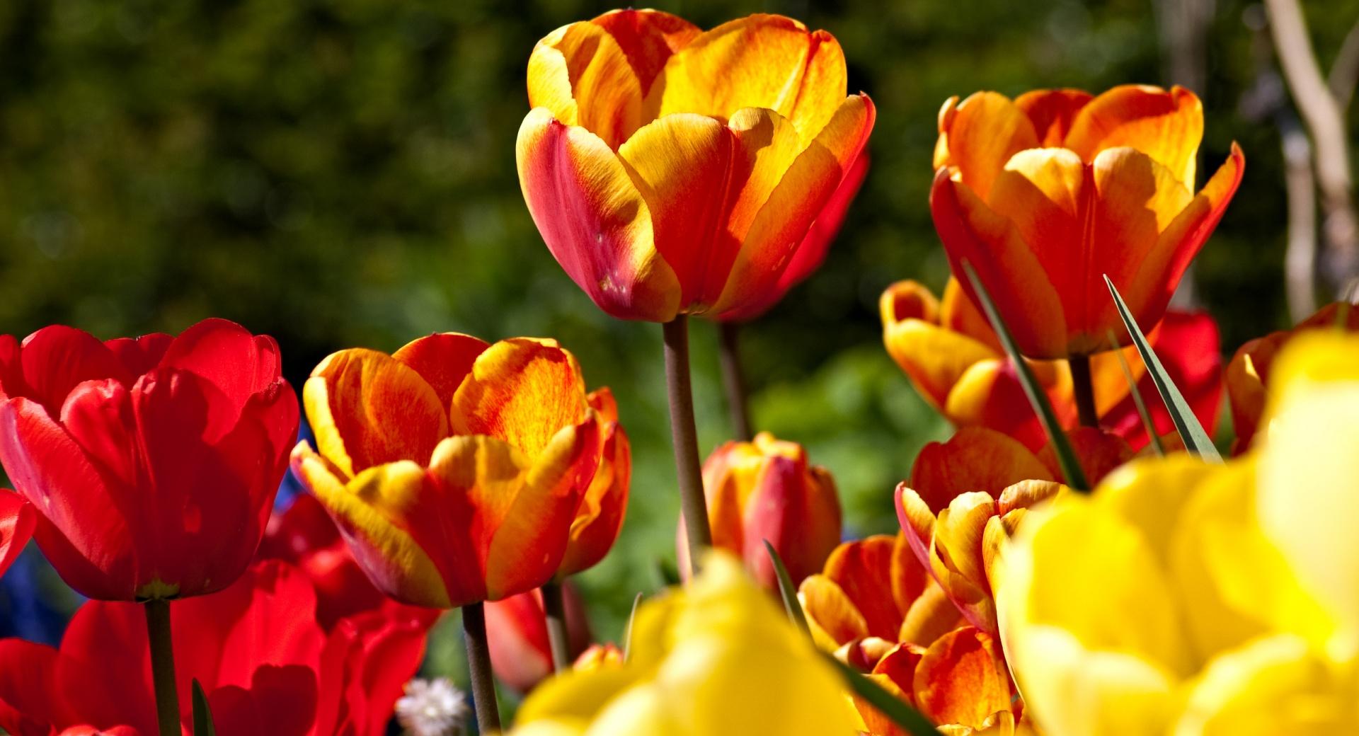 Tulips In Bloom at 1600 x 1200 size wallpapers HD quality