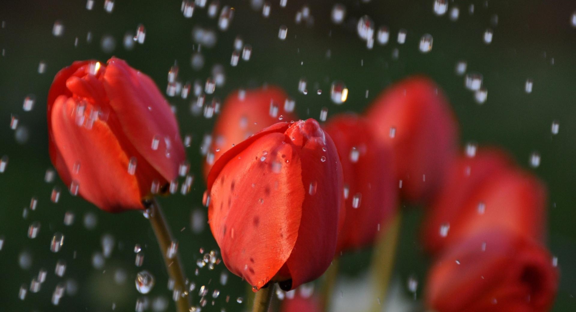 Tulips In Rain at 1024 x 1024 iPad size wallpapers HD quality