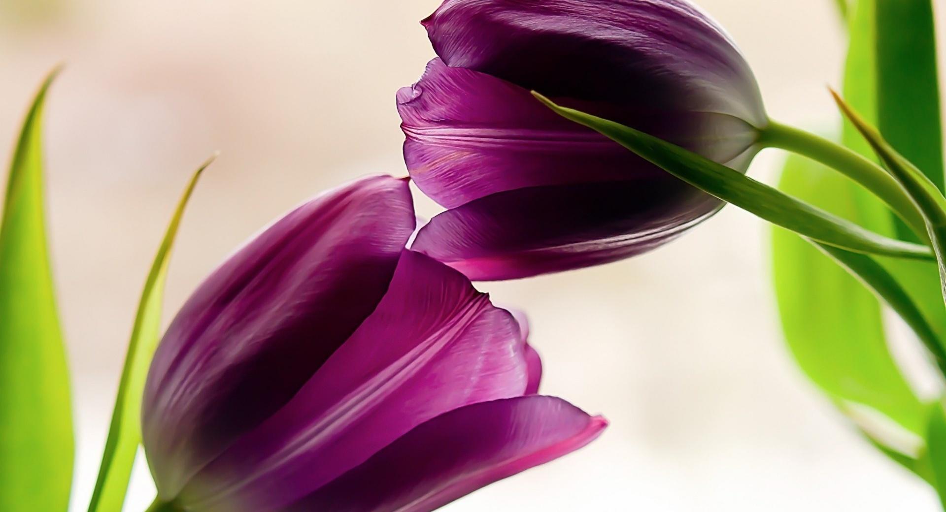 Tulips Violet Petals wallpapers HD quality