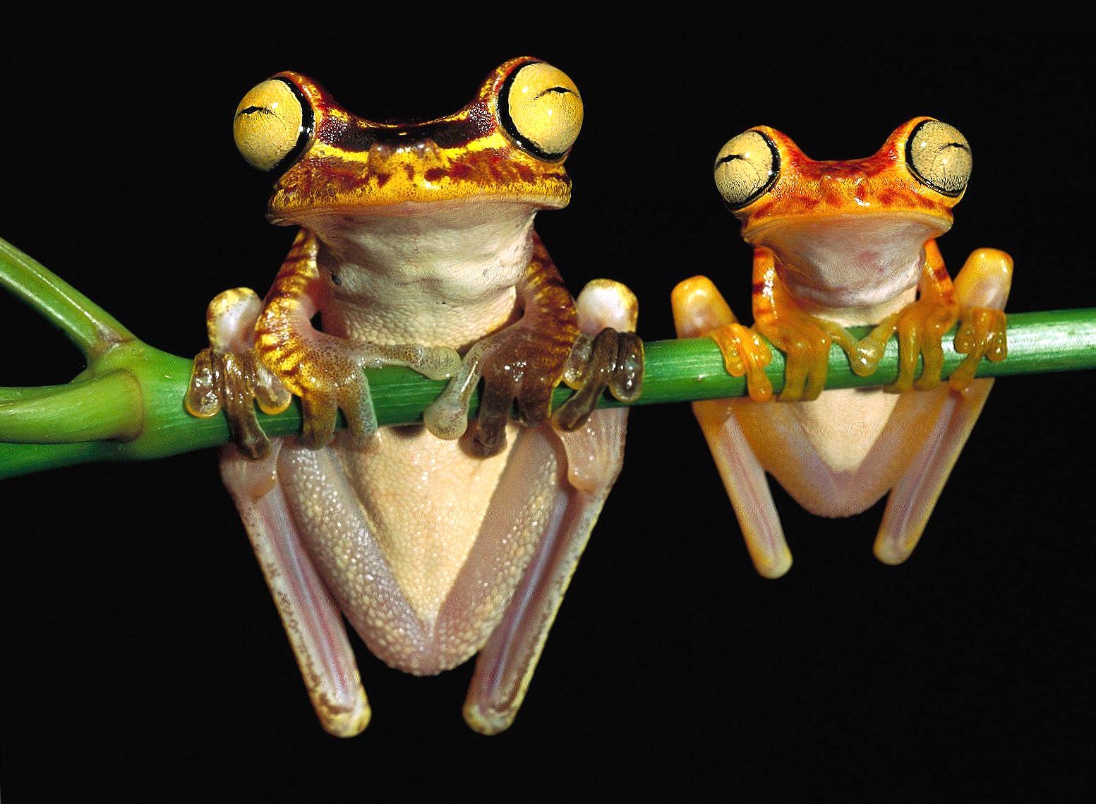 Two frogs big and little at 640 x 1136 iPhone 5 size wallpapers HD quality