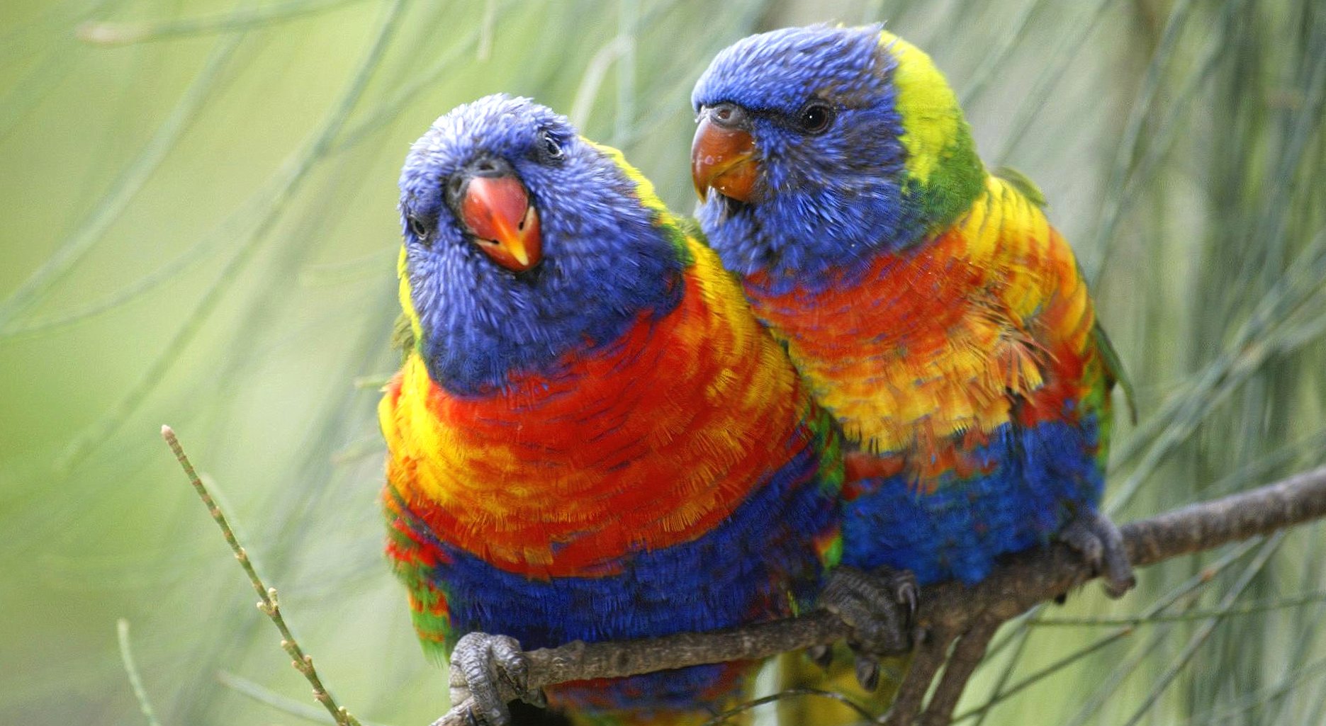 Two parrots coloured at 640 x 960 iPhone 4 size wallpapers HD quality