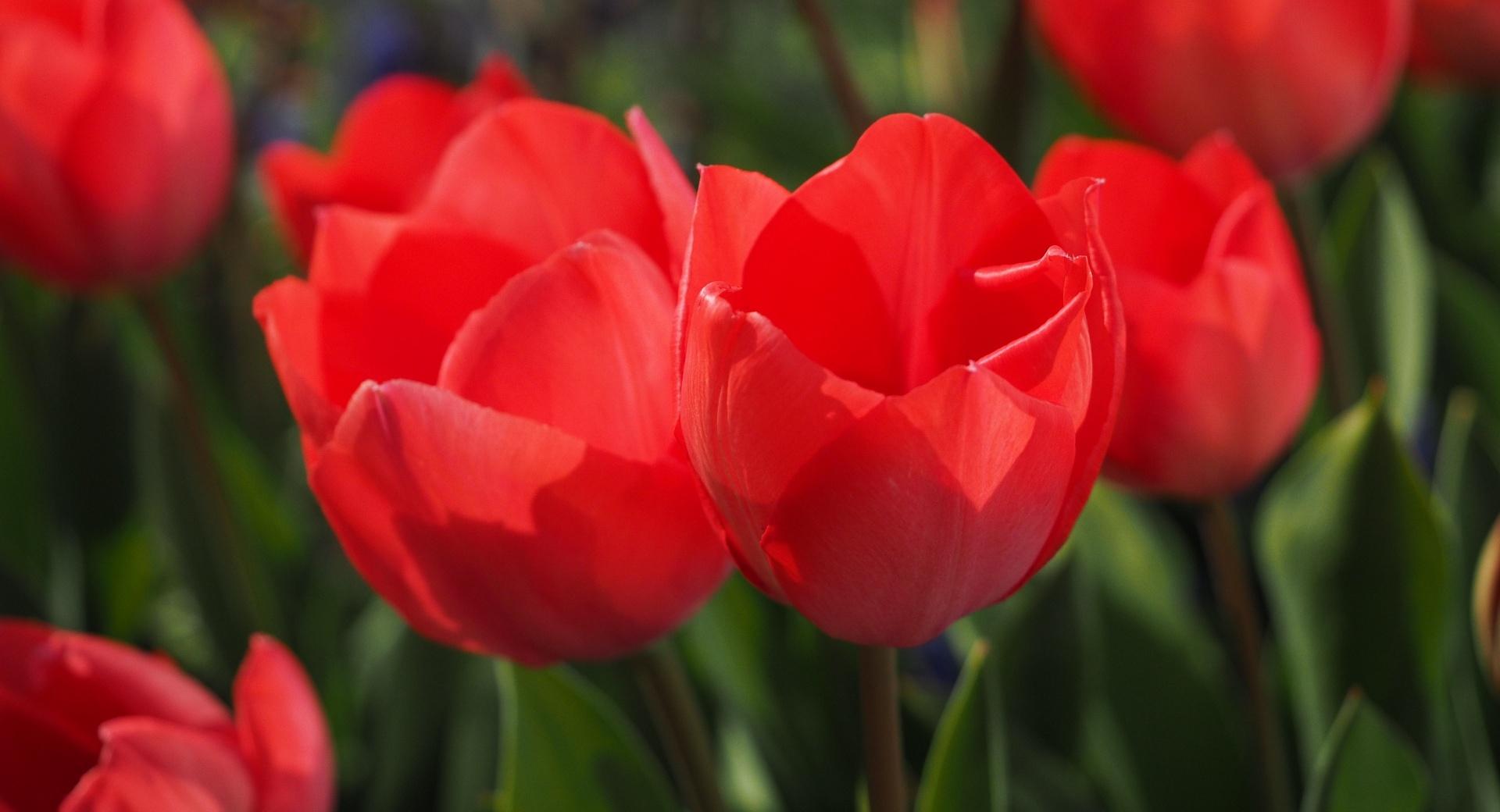Two Red Tulips wallpapers HD quality