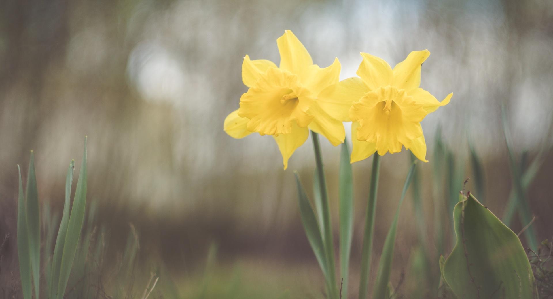 Two Yellow Daffodils Flowers at 320 x 480 iPhone size wallpapers HD quality
