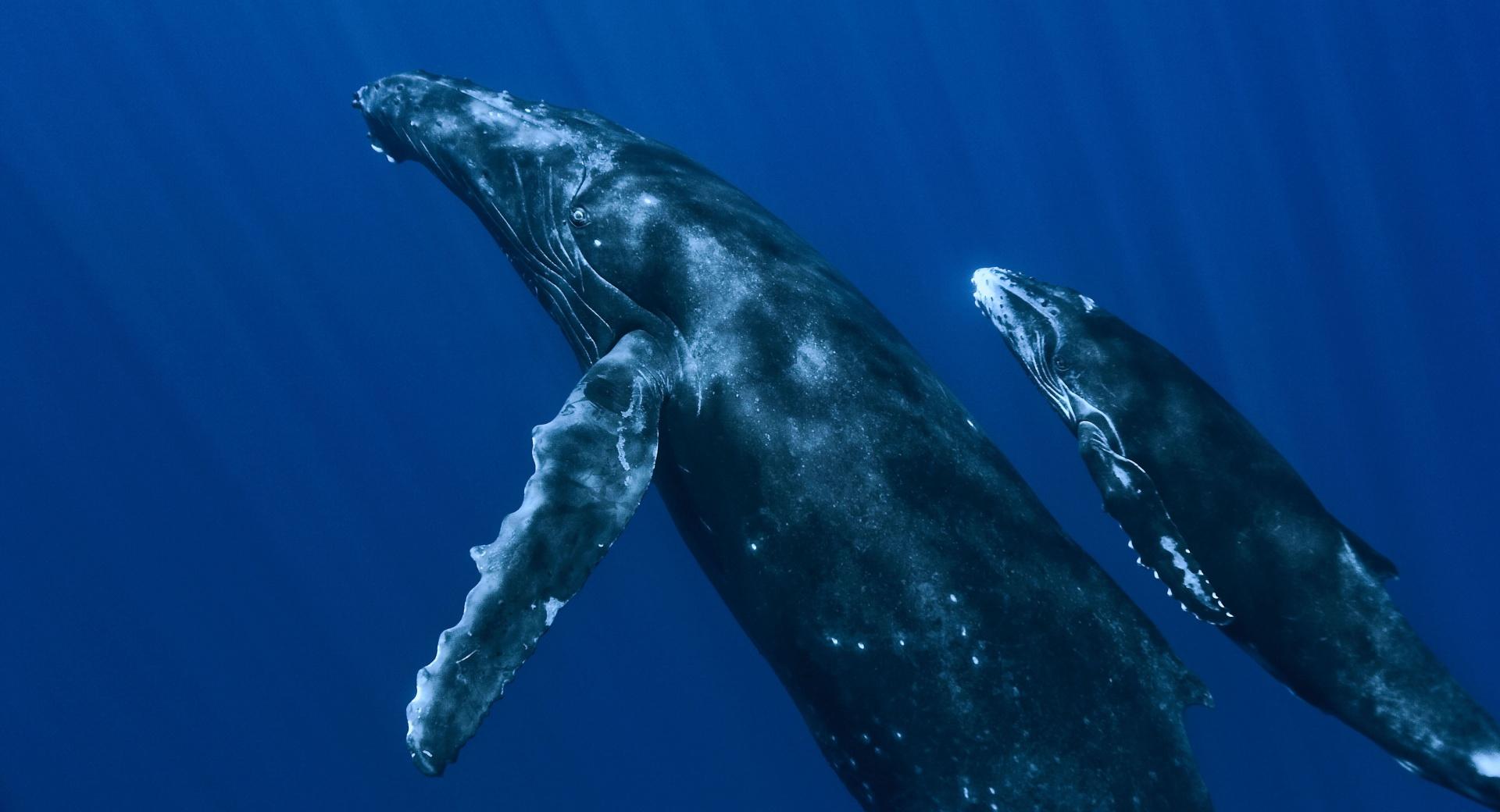 Underwater Whales at 2048 x 2048 iPad size wallpapers HD quality