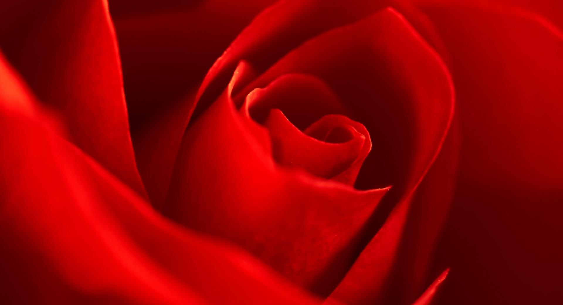 Very Beautiful Red Rose Flower wallpapers HD quality