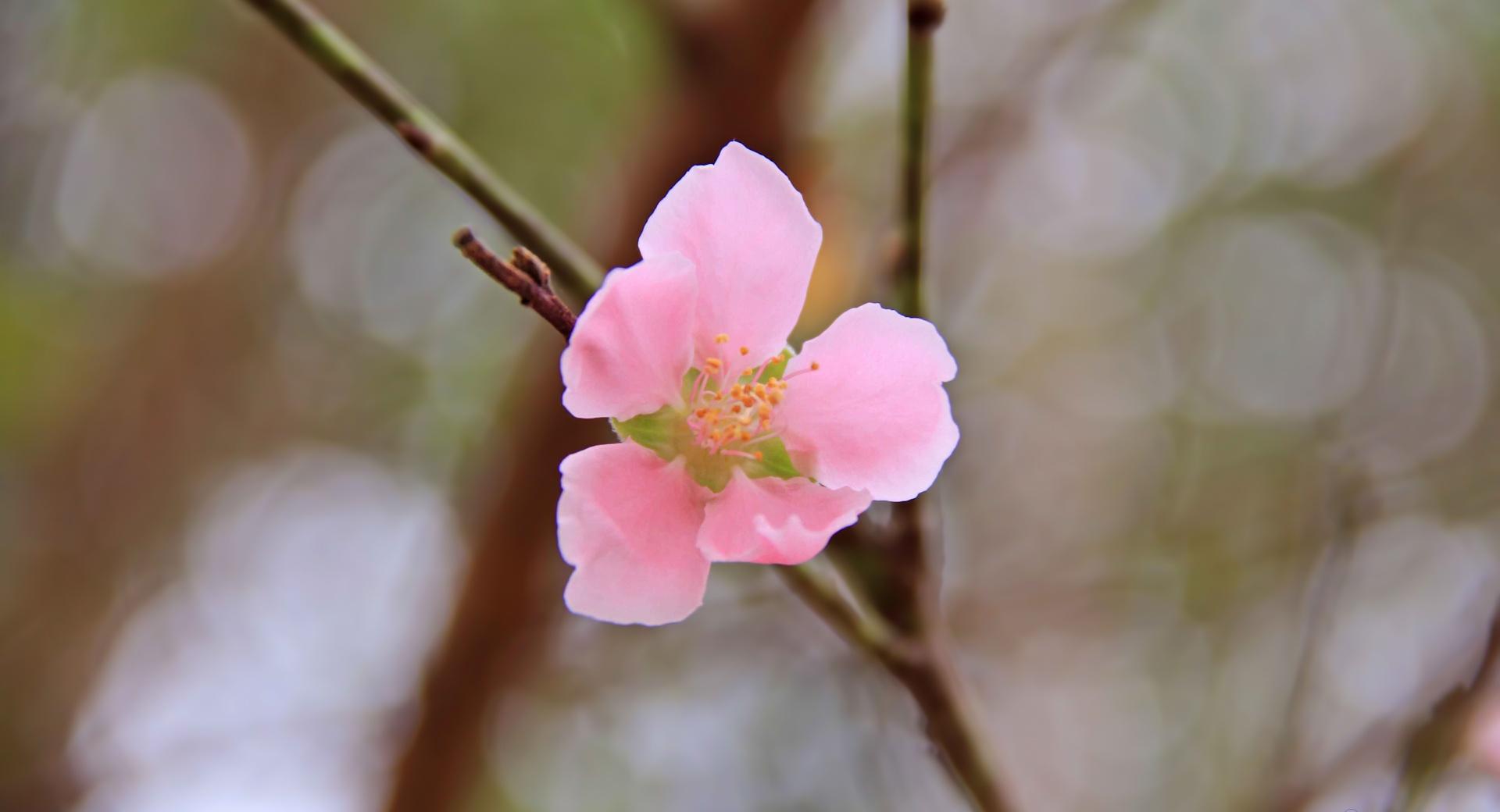 Vietnams Peach blossom at 640 x 960 iPhone 4 size wallpapers HD quality