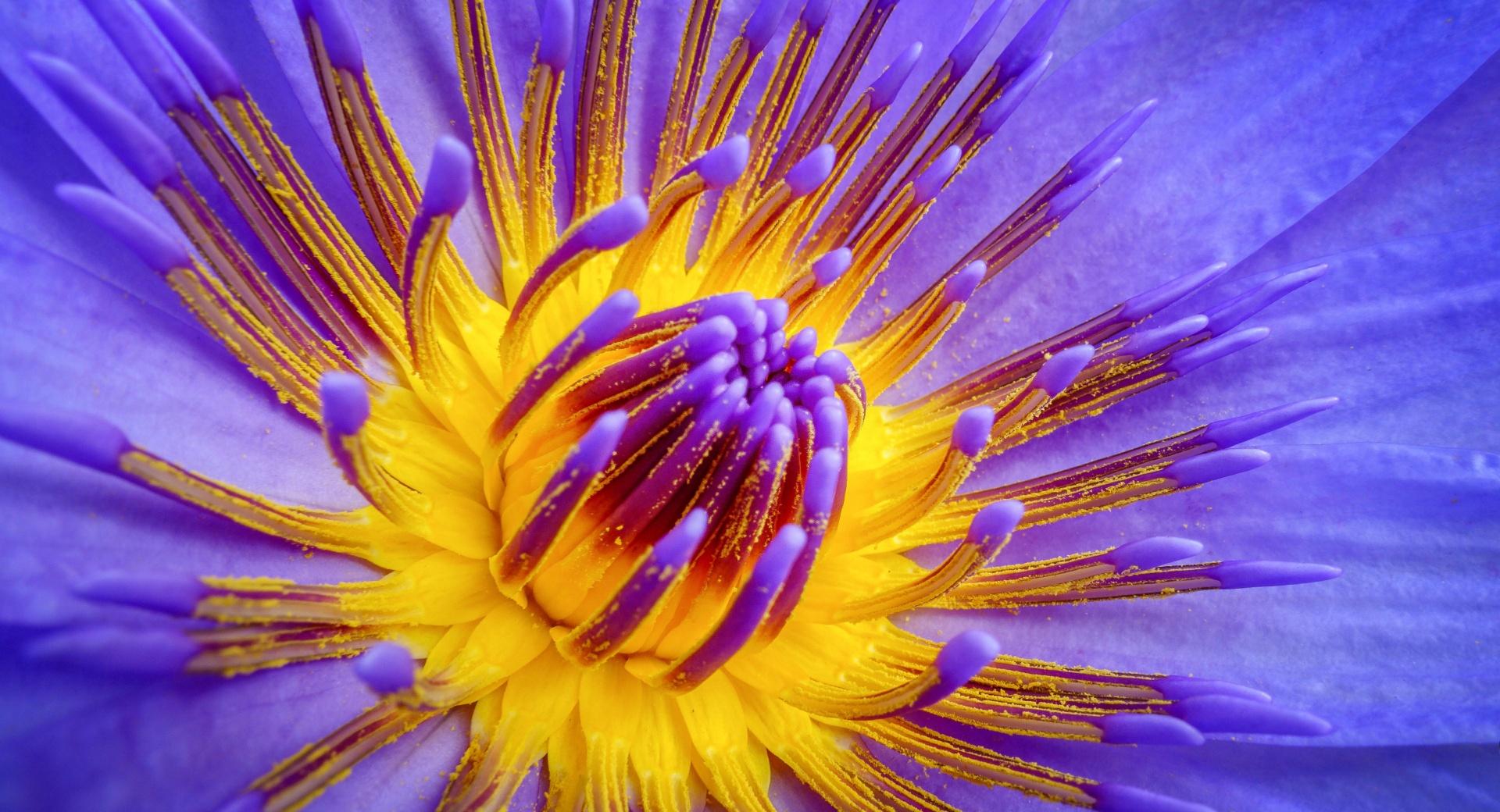 Water Lily Pollen at 1024 x 1024 iPad size wallpapers HD quality