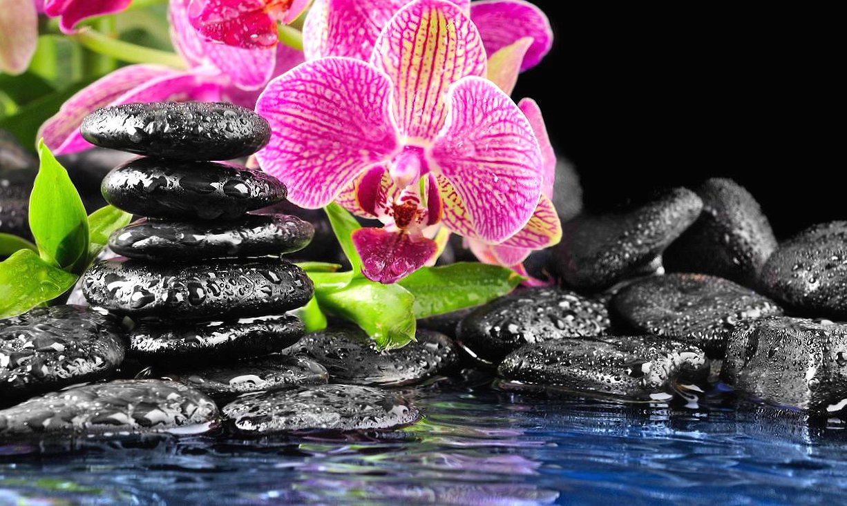 Water stones flowers at 640 x 1136 iPhone 5 size wallpapers HD quality
