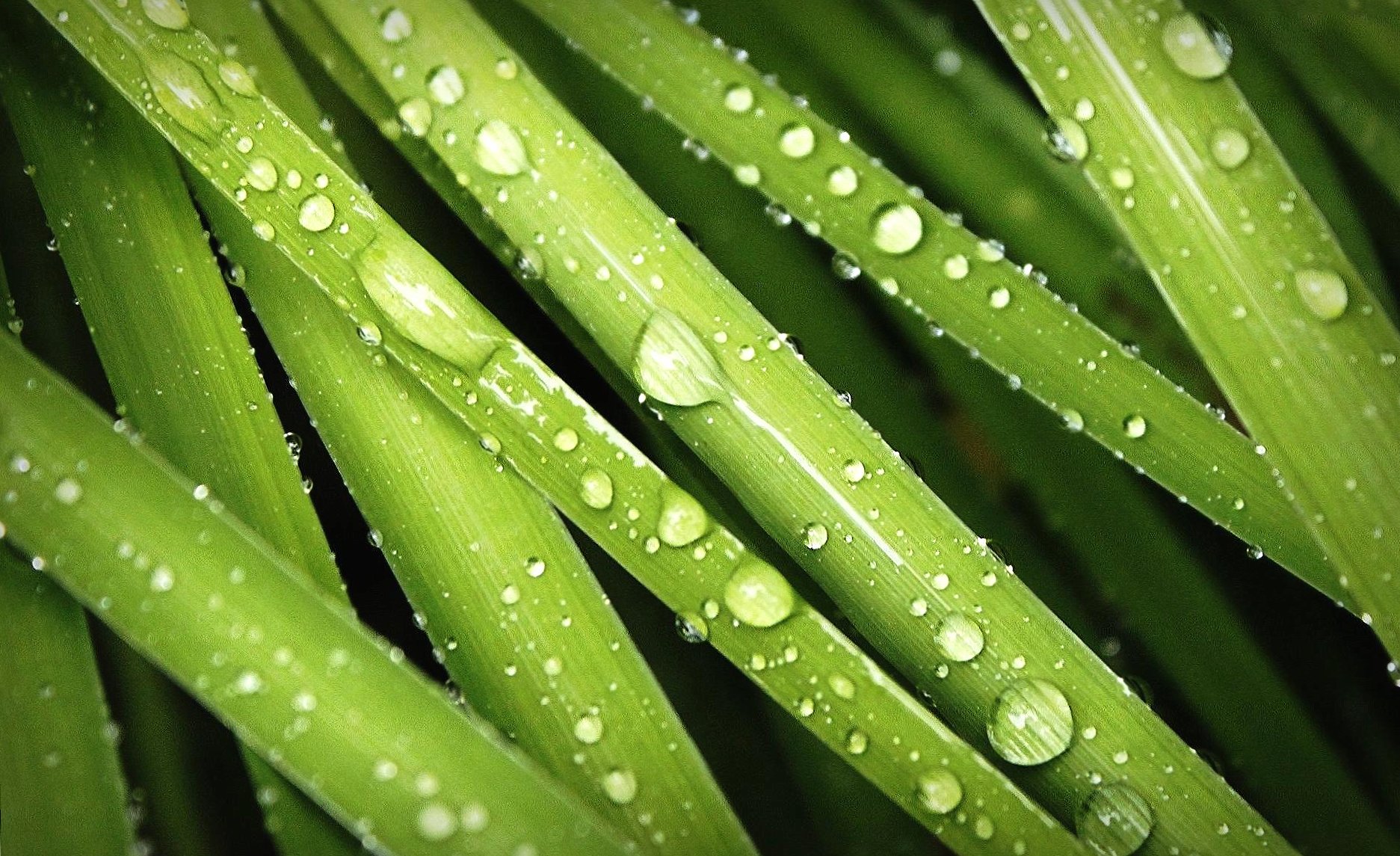 Wet grass at 2048 x 2048 iPad size wallpapers HD quality