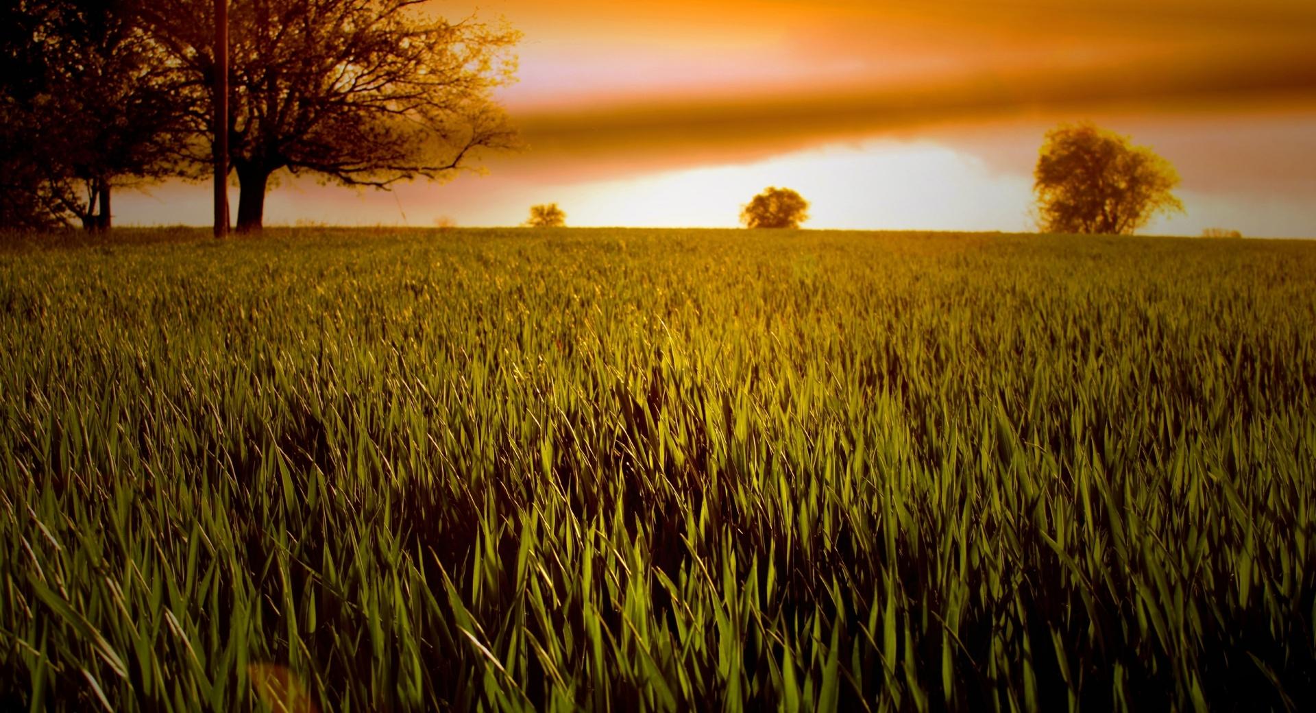 Wheat Field At Sunset at 2048 x 2048 iPad size wallpapers HD quality