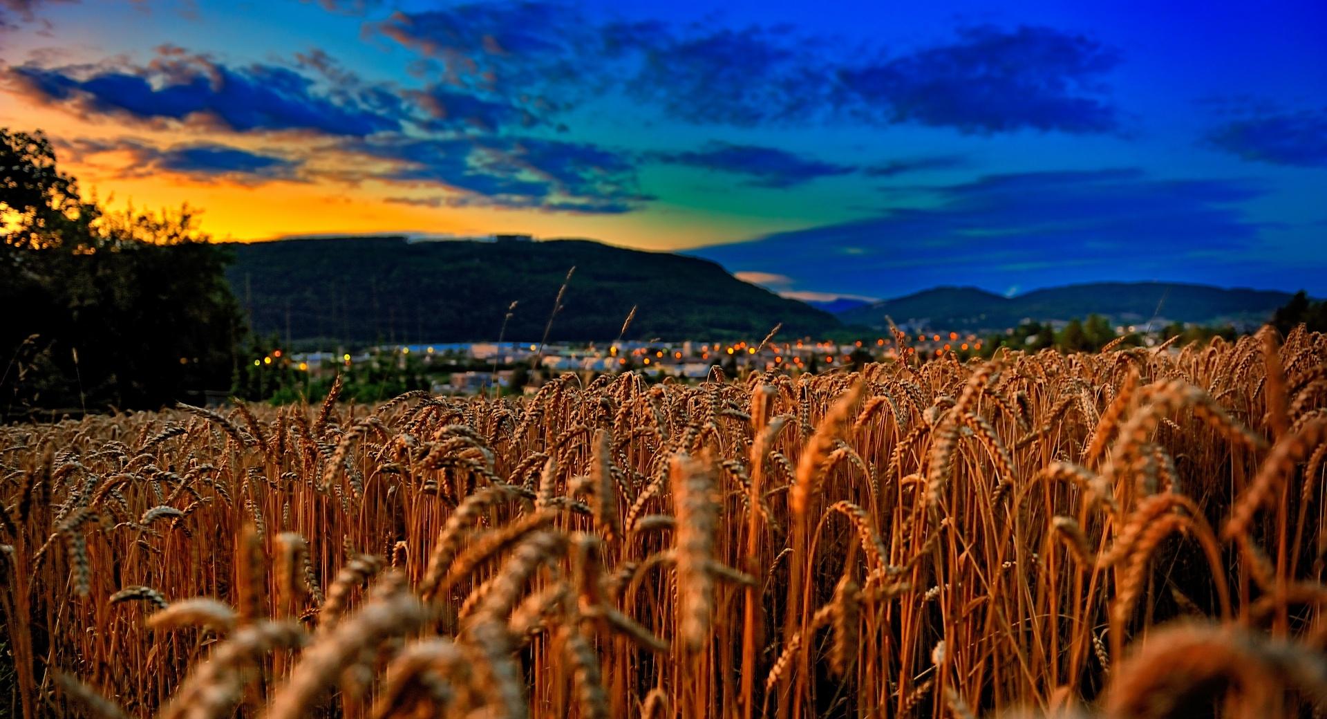 Wheat Field At Twilight at 1024 x 1024 iPad size wallpapers HD quality