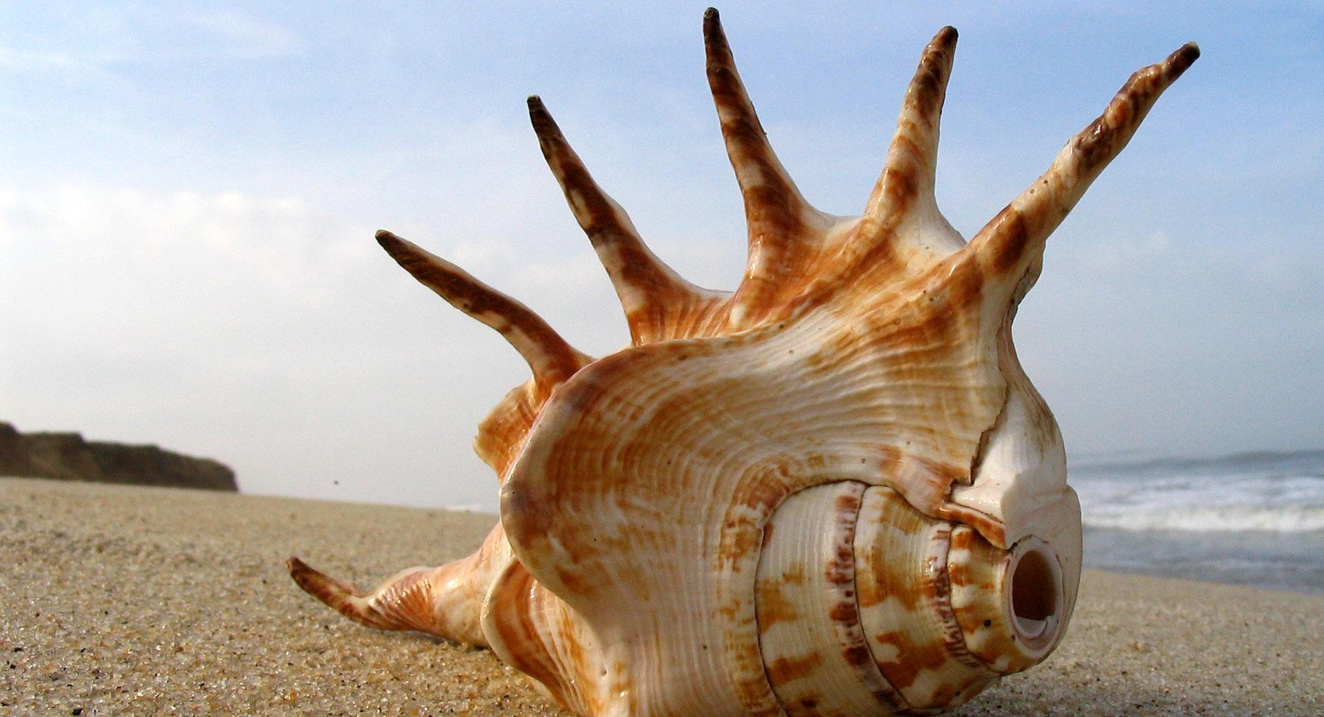 Whelk Shell On The Beach wallpapers HD quality