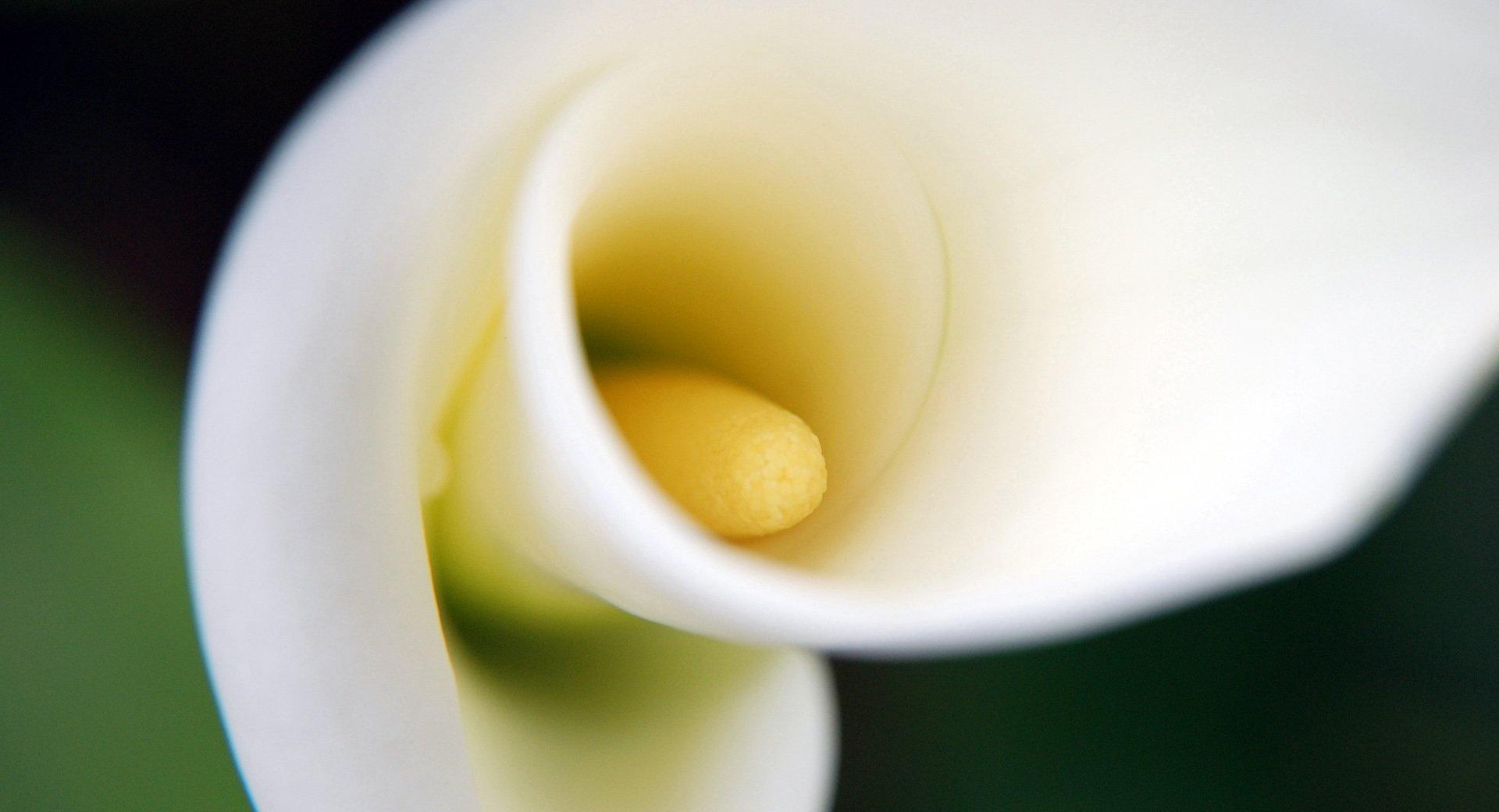 White Calla Lily at 640 x 1136 iPhone 5 size wallpapers HD quality