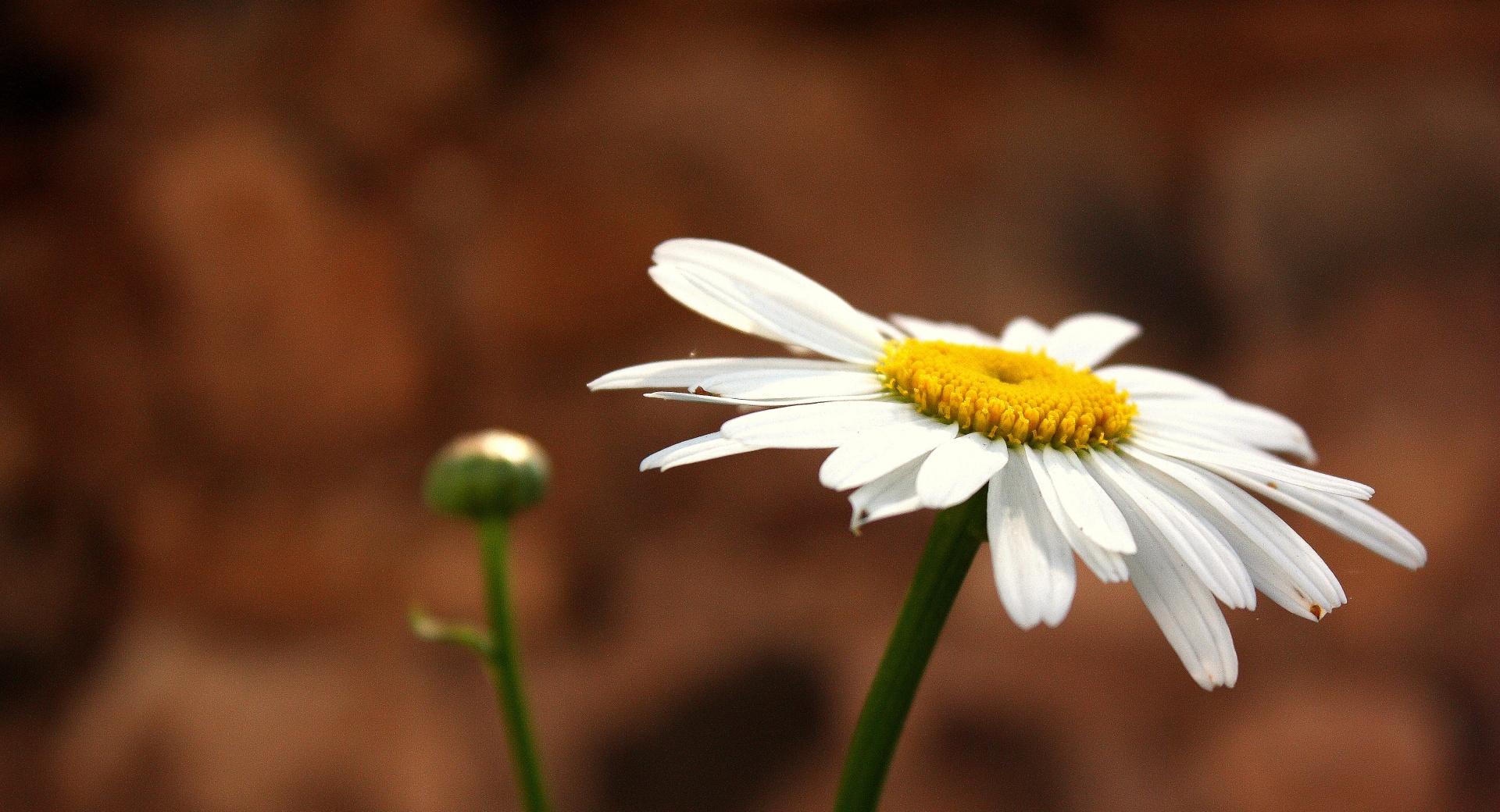 White Camomile at 1280 x 960 size wallpapers HD quality