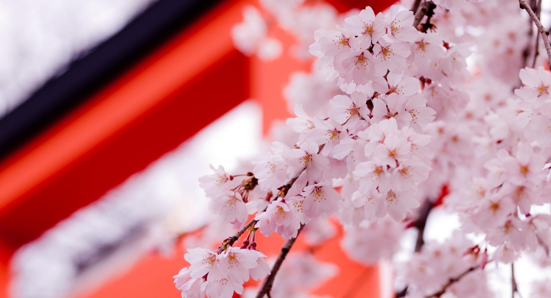 White Cherry Blossoms wallpapers HD quality