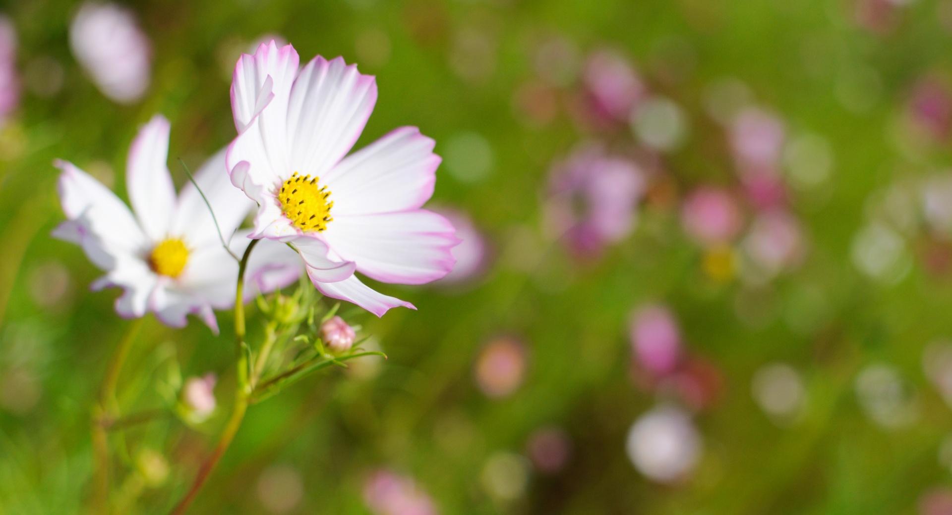 White Cosmos Flower With Pink Edges at 1024 x 1024 iPad size wallpapers HD quality