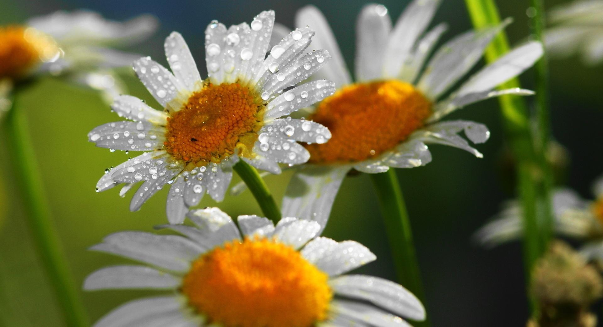 White Daisies at 1152 x 864 size wallpapers HD quality