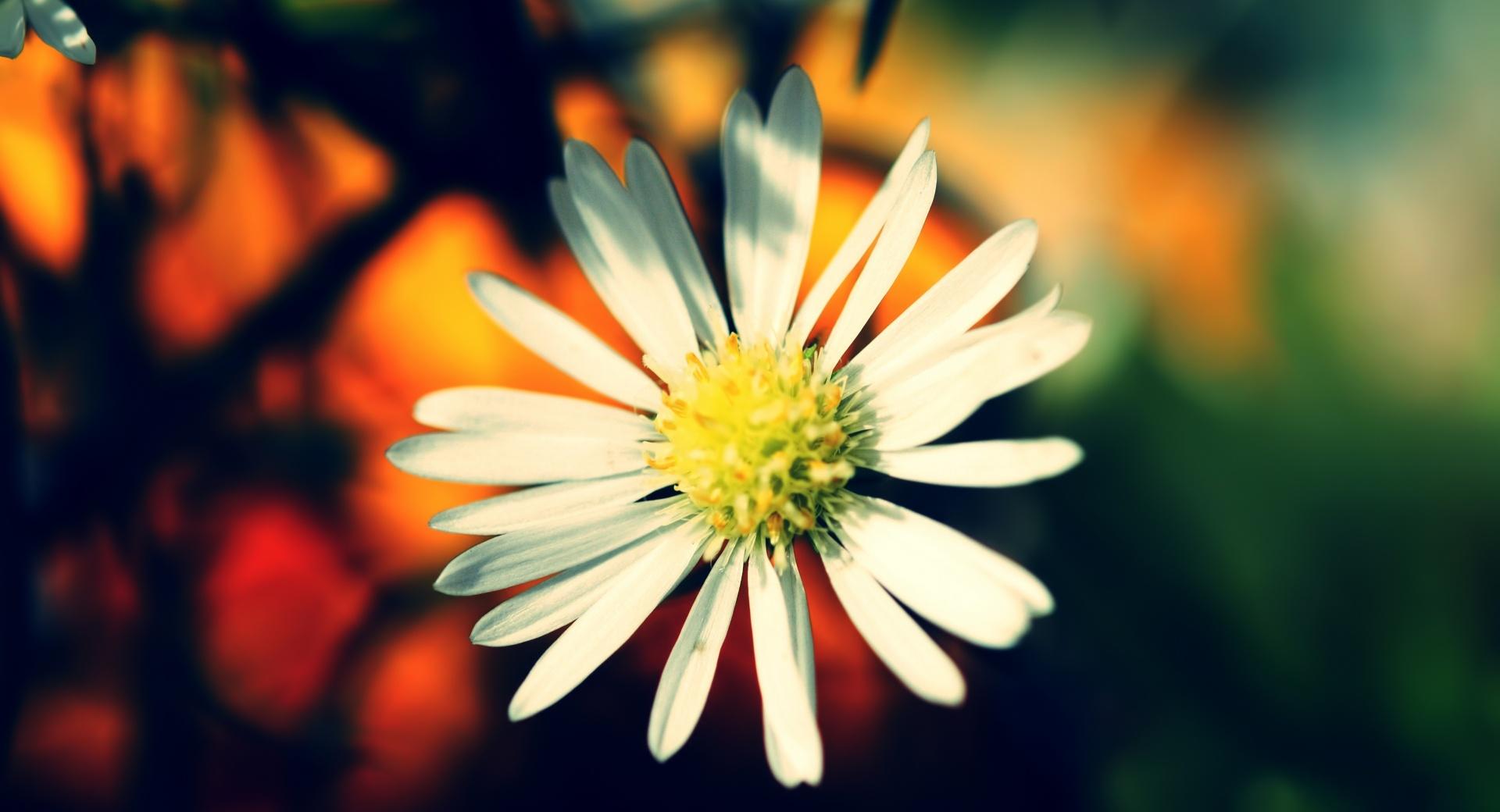 White Daisy Petals at 1600 x 1200 size wallpapers HD quality