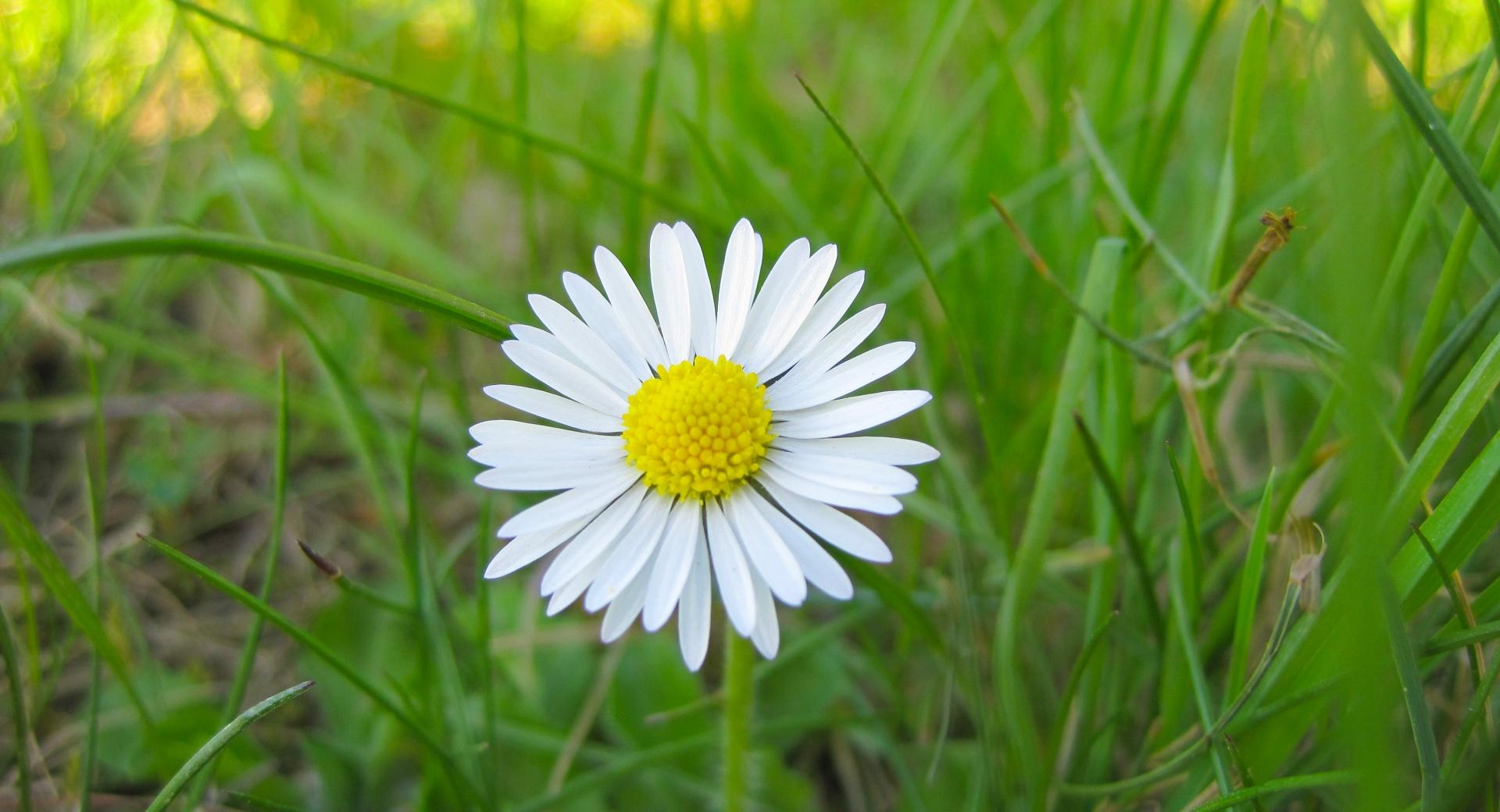 White Flower and Green Grass at 640 x 960 iPhone 4 size wallpapers HD quality