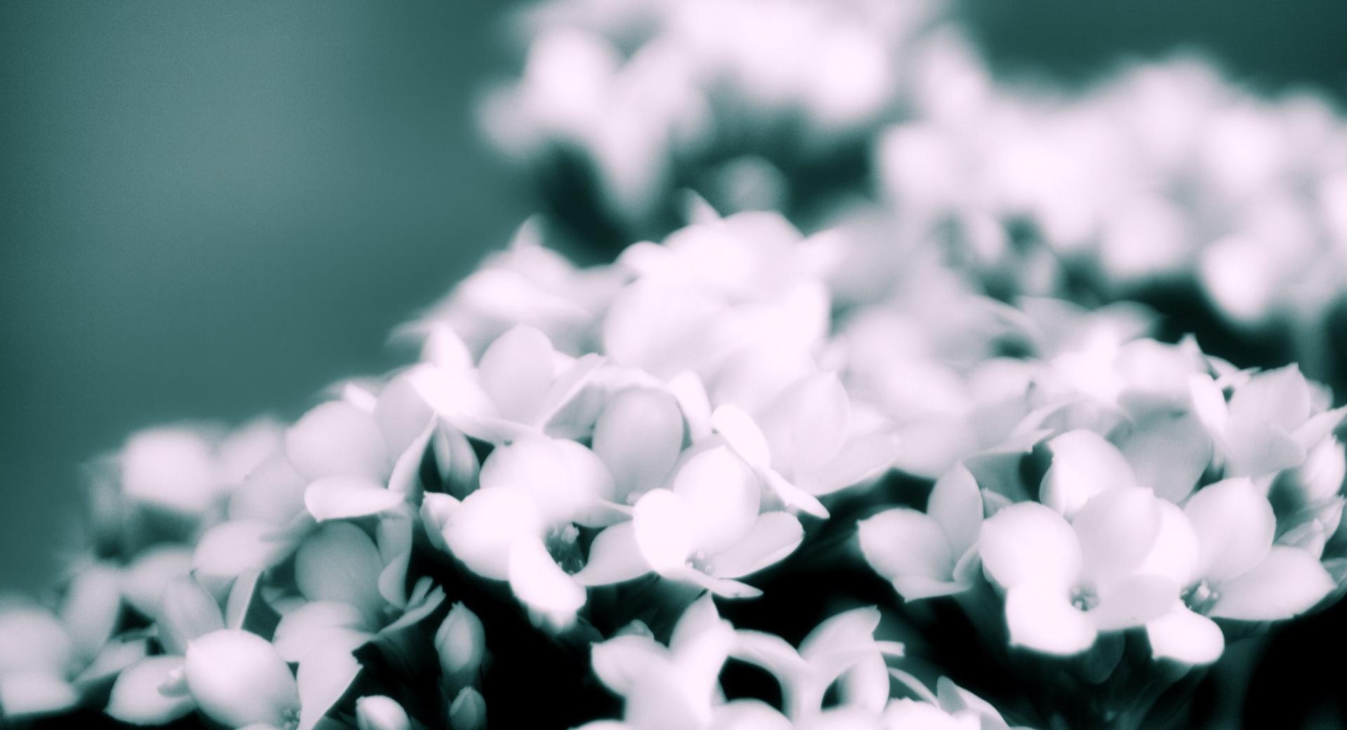White Flowers Bokeh at 640 x 1136 iPhone 5 size wallpapers HD quality