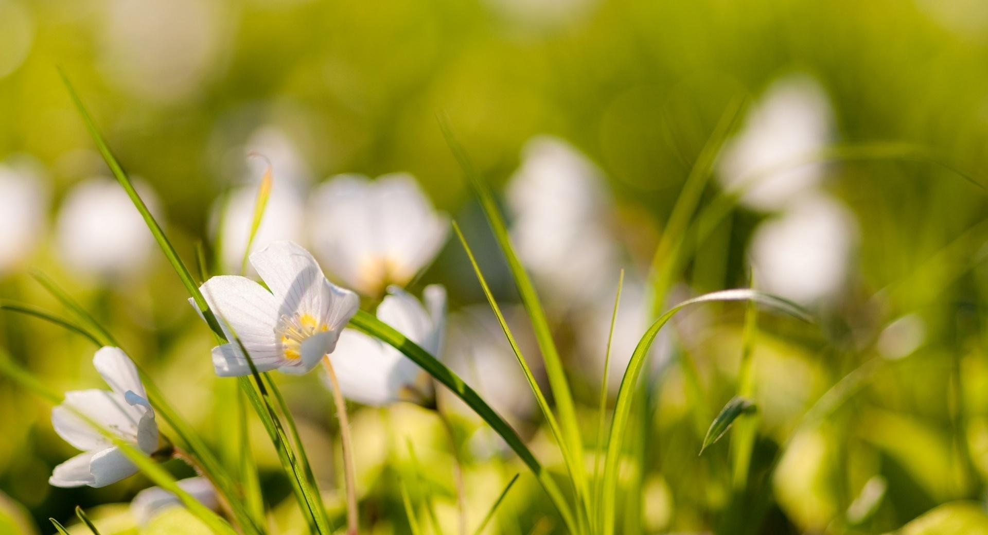 White Flowers Meadow at 320 x 480 iPhone size wallpapers HD quality