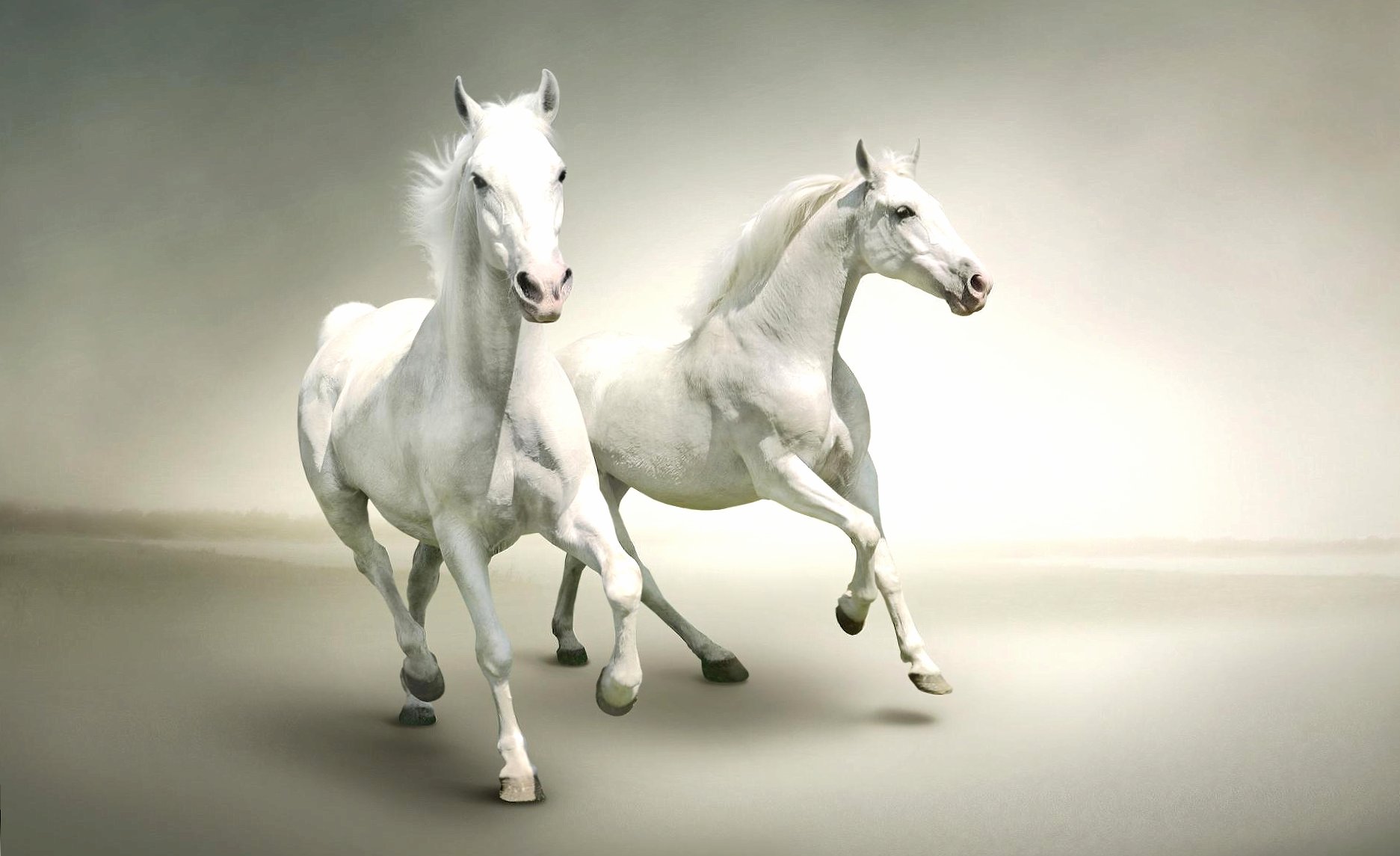 white horses at 1024 x 1024 iPad size wallpapers HD quality