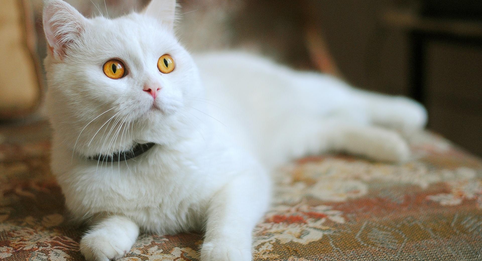 White Kitty wallpapers HD quality