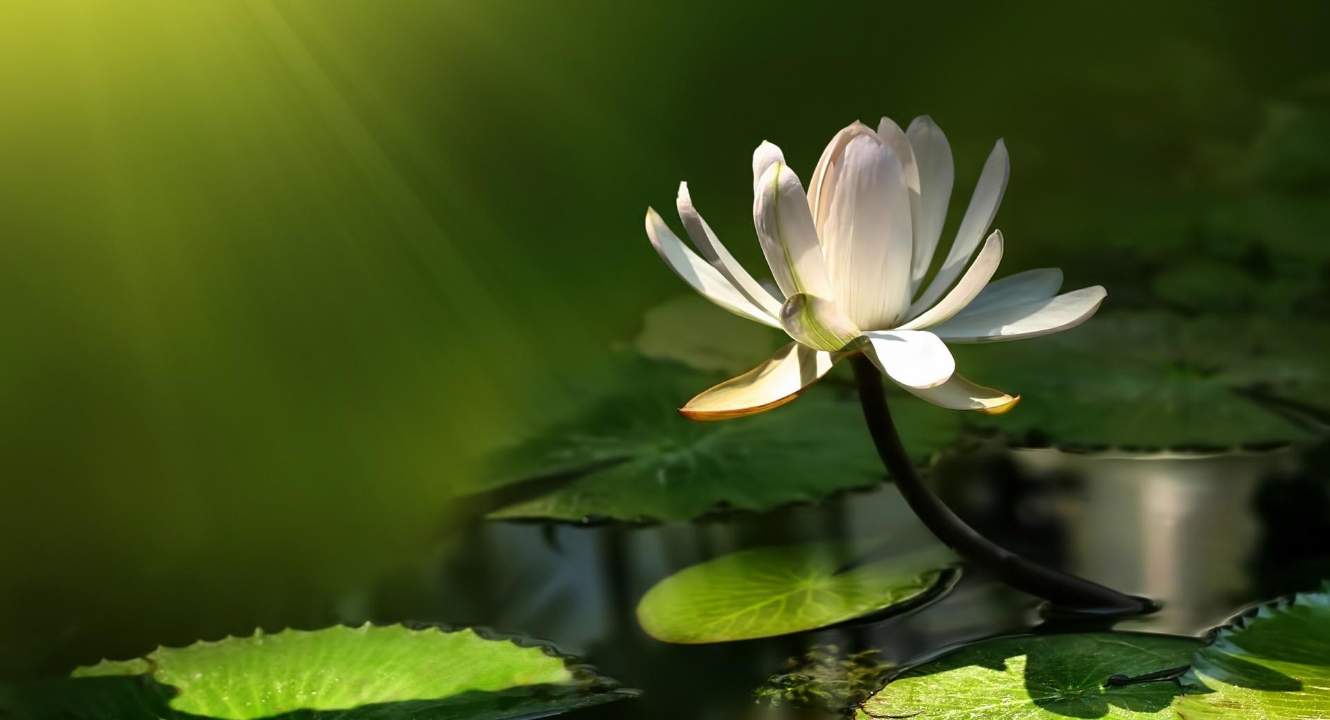 White Lotus Flower at 640 x 1136 iPhone 5 size wallpapers HD quality