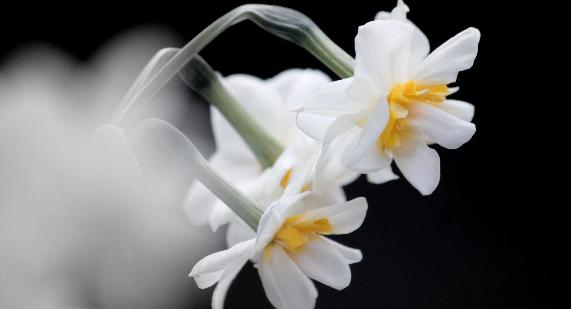 White Narcissus wallpapers HD quality
