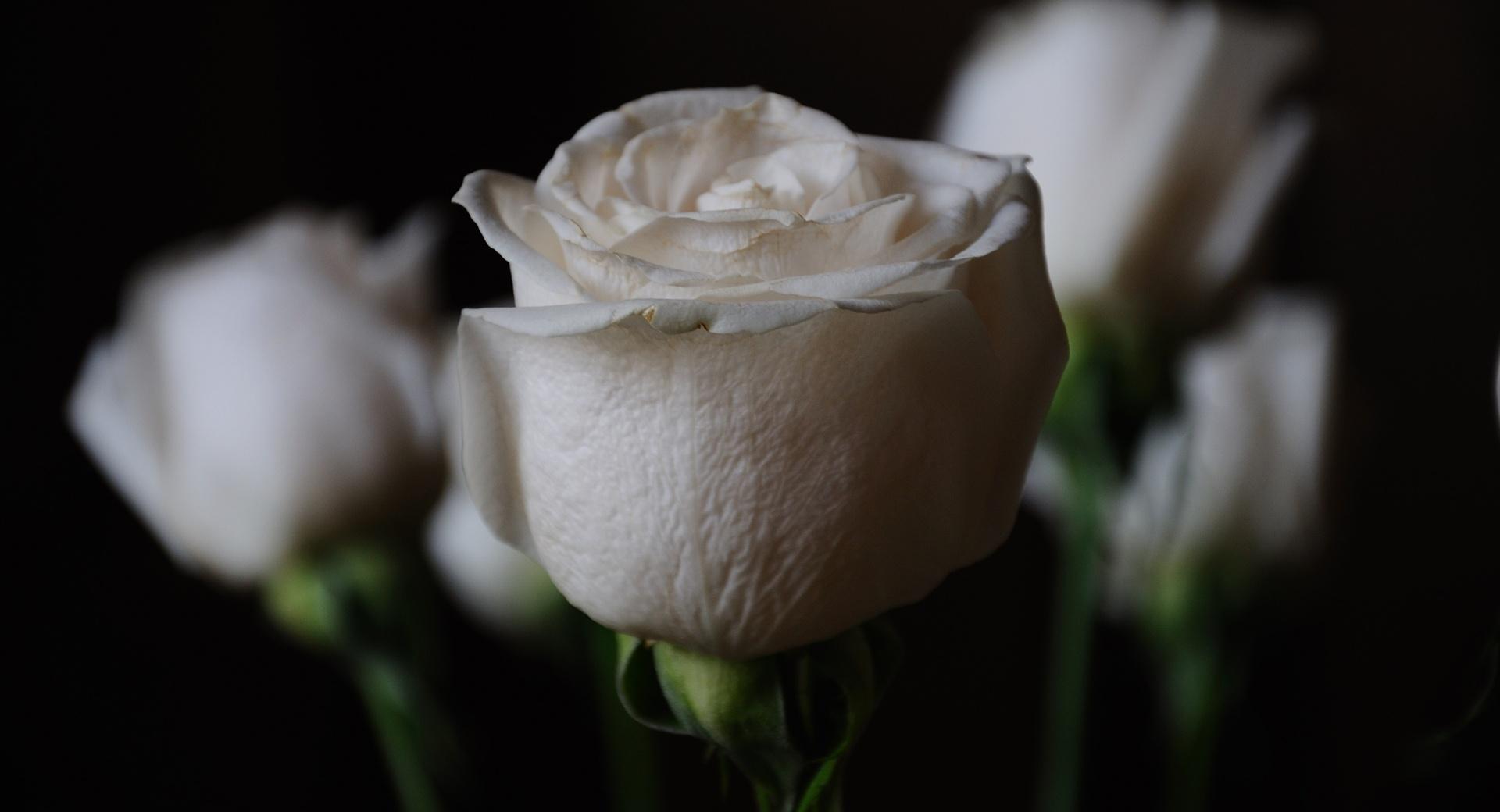 White Roses at 320 x 480 iPhone size wallpapers HD quality