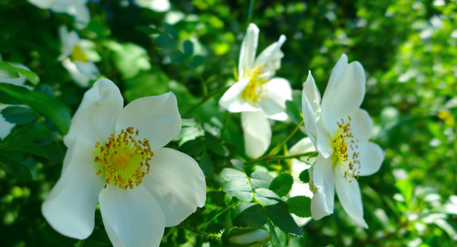 White Wild Roses wallpapers HD quality