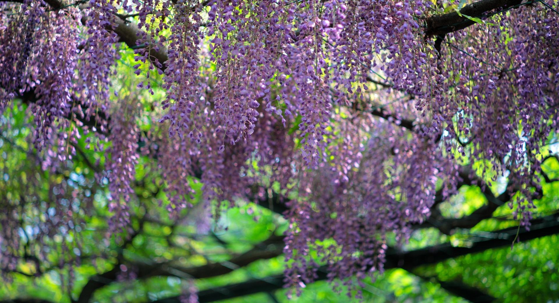 Wisteria Roof at 320 x 480 iPhone size wallpapers HD quality