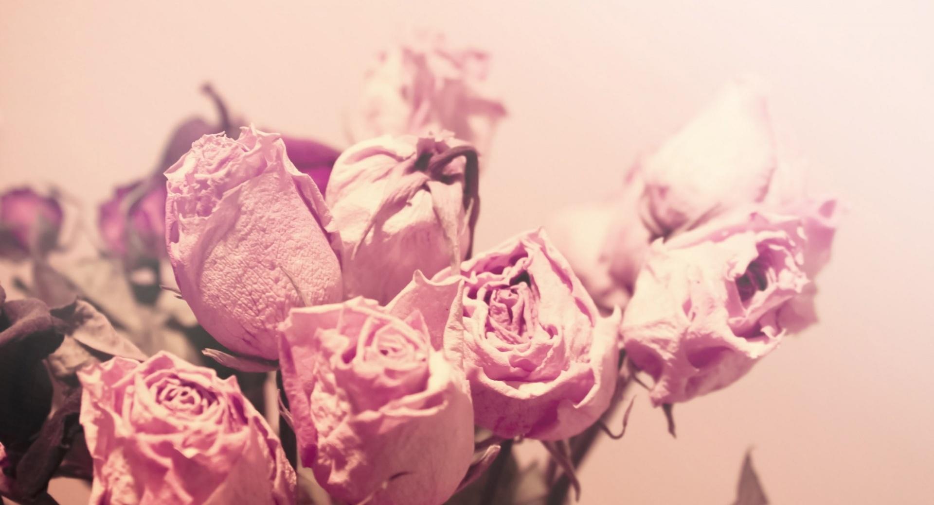 Withered Pink Roses at 320 x 480 iPhone size wallpapers HD quality