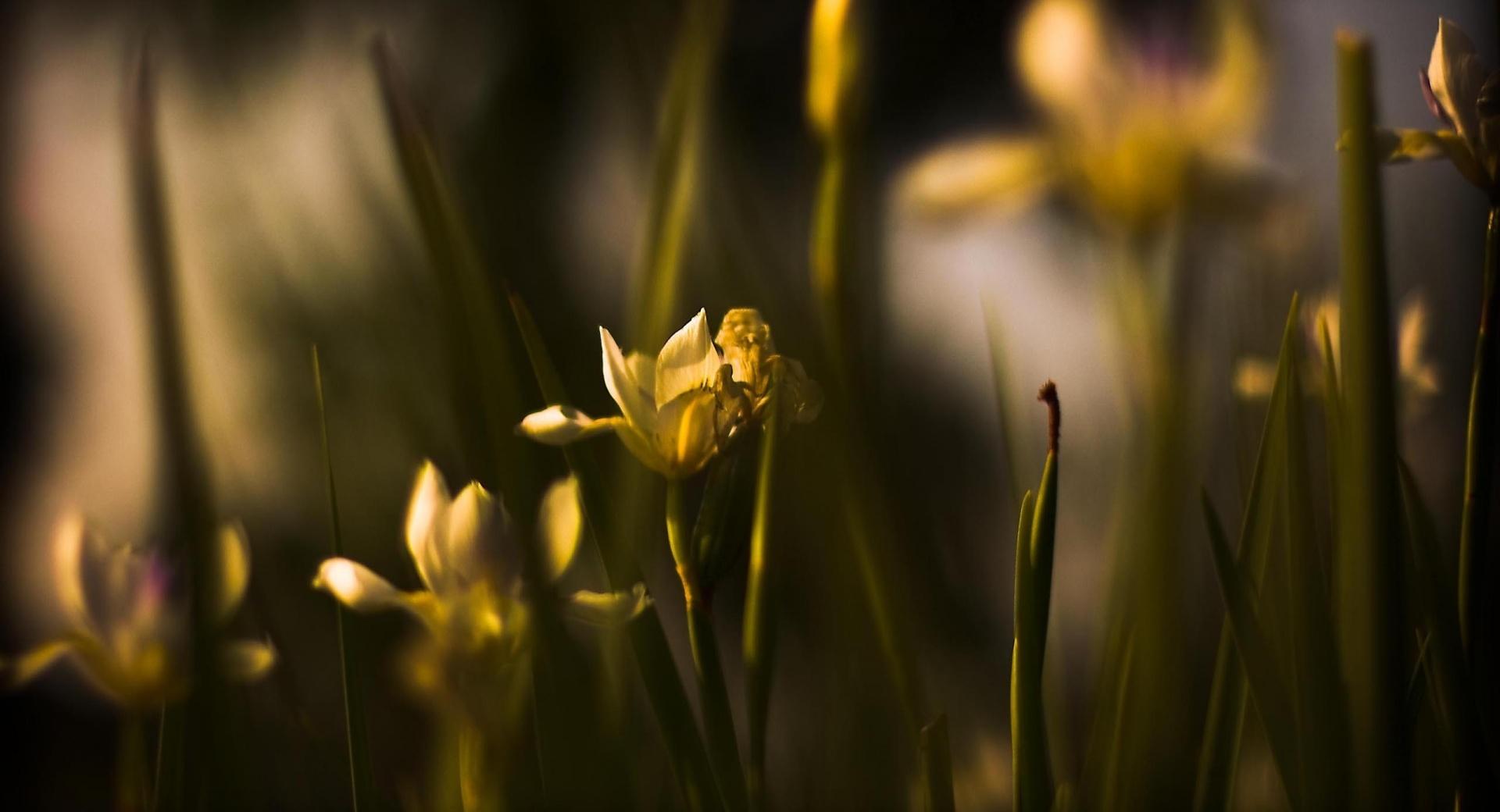 Withered Yellow Flowers wallpapers HD quality