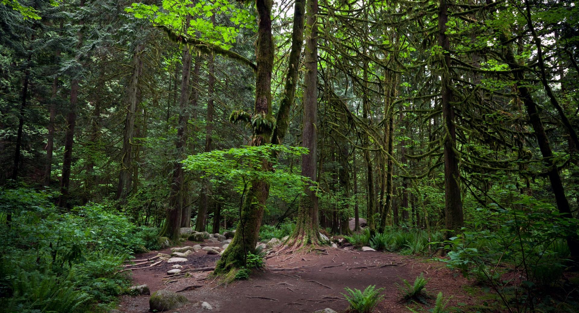 Woods In Vancouver at 1152 x 864 size wallpapers HD quality
