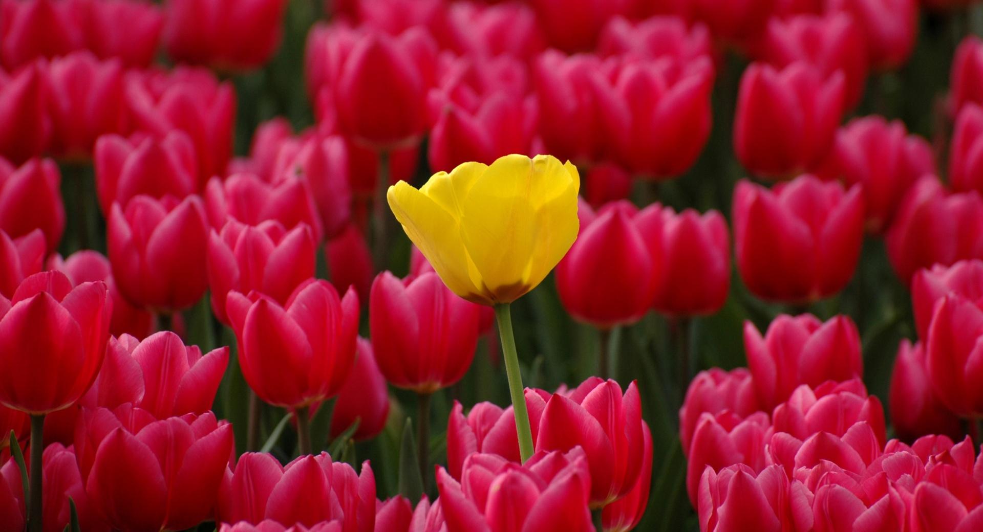Yellow Among Red wallpapers HD quality