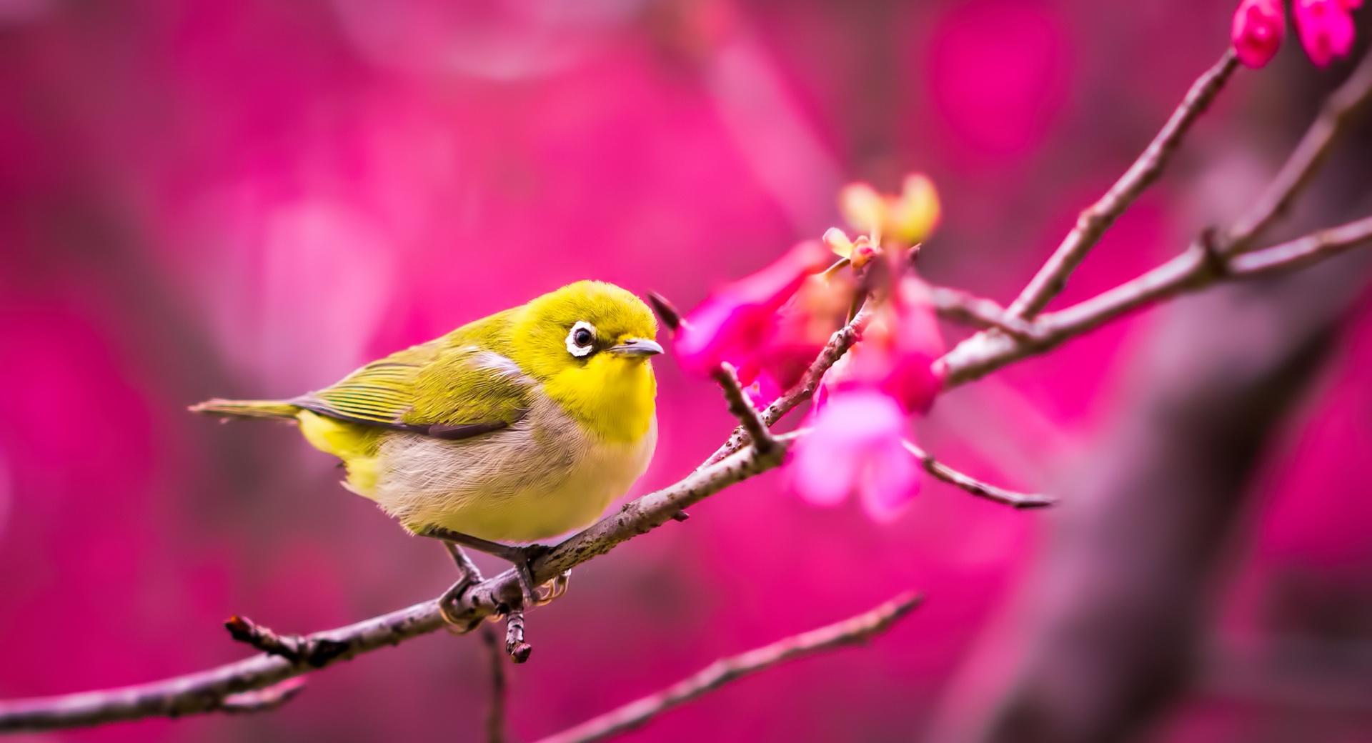 Yellow Bird Springtime at 1024 x 1024 iPad size wallpapers HD quality