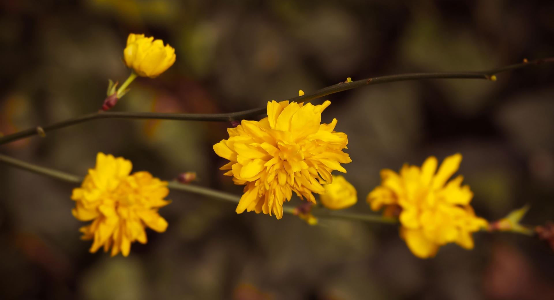 Yellow Blossoms at 750 x 1334 iPhone 6 size wallpapers HD quality