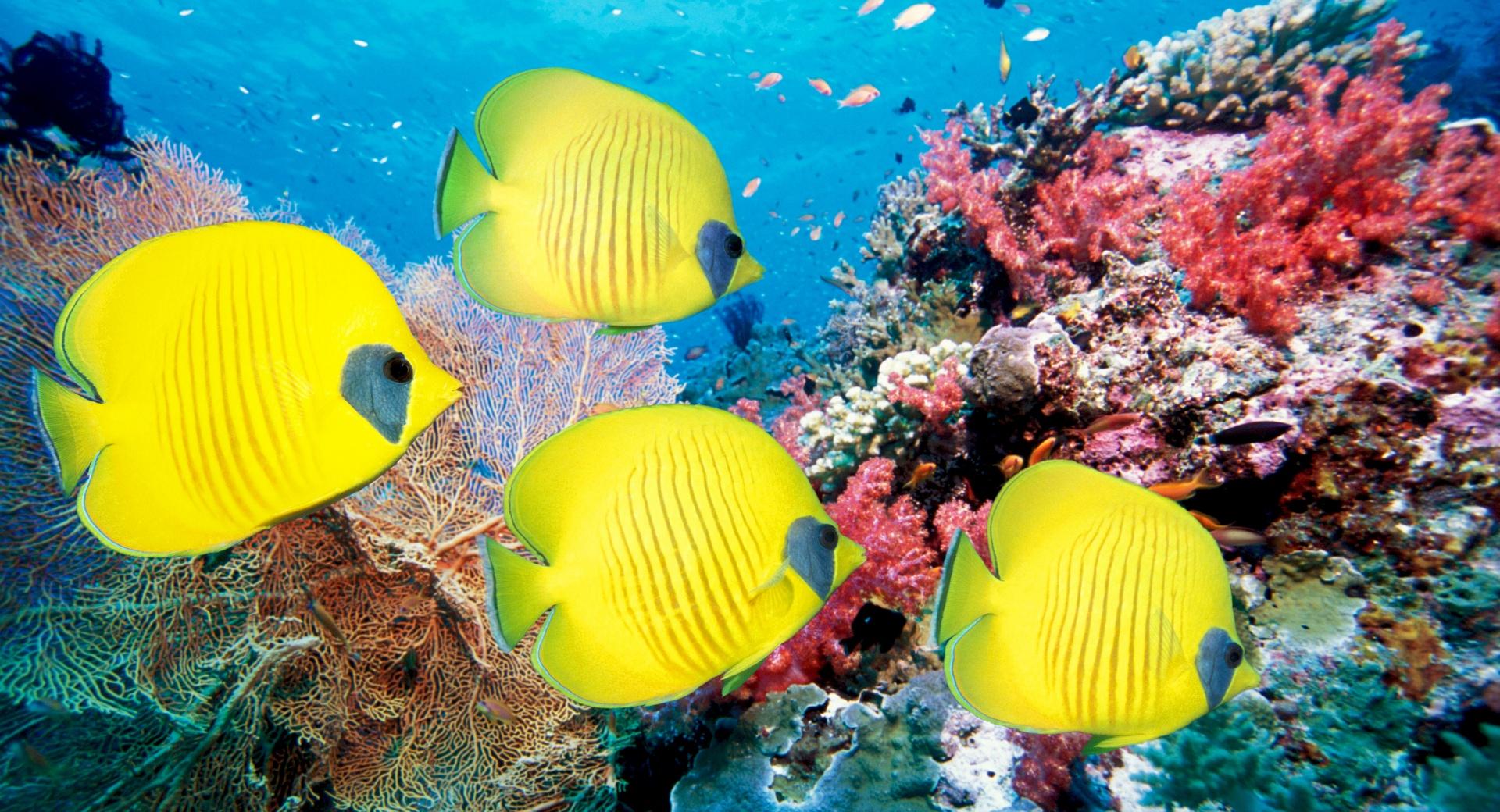 Yellow Butterfly Fish at 640 x 960 iPhone 4 size wallpapers HD quality