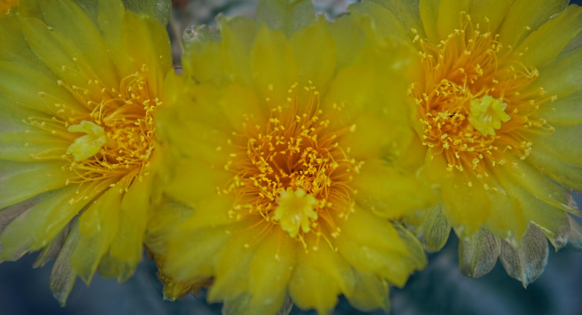 Yellow Cactus Flowers at 640 x 1136 iPhone 5 size wallpapers HD quality