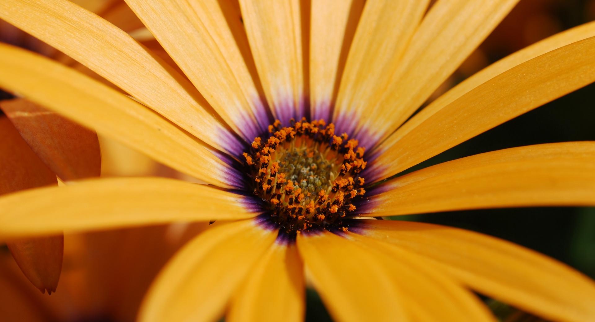 Yellow Daisy at 640 x 1136 iPhone 5 size wallpapers HD quality