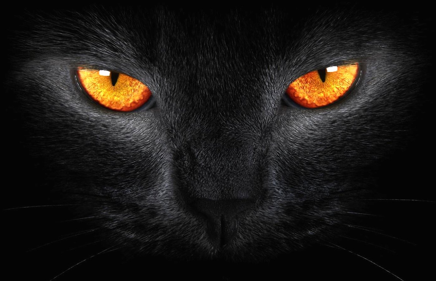 Yellow eyes cat at 640 x 960 iPhone 4 size wallpapers HD quality